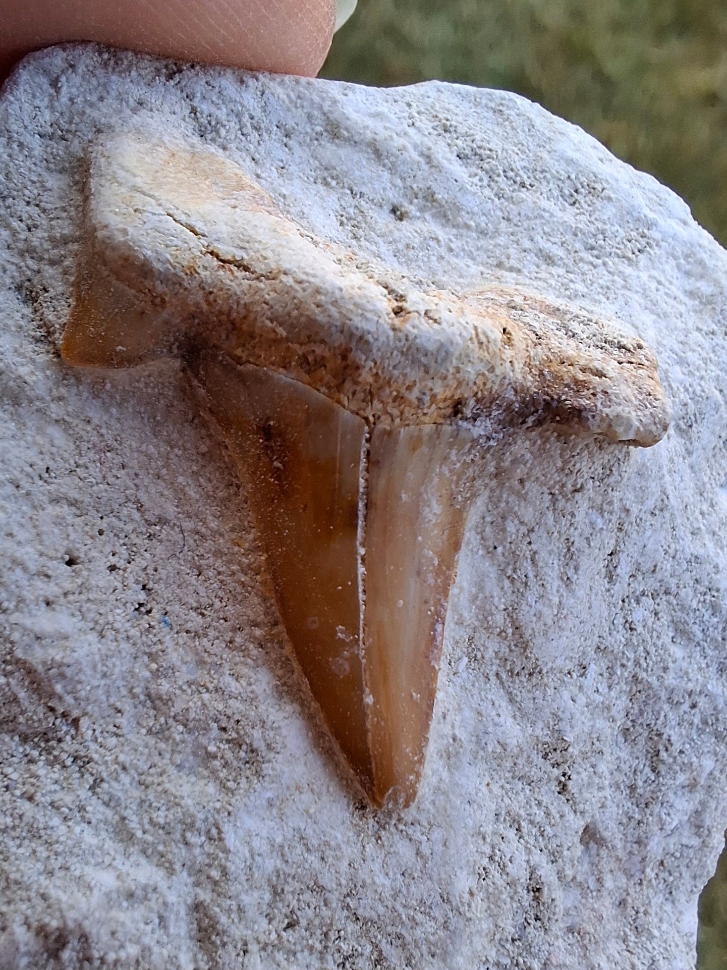 Otodus Shark Tooth, Fossil (Ref: OT4)