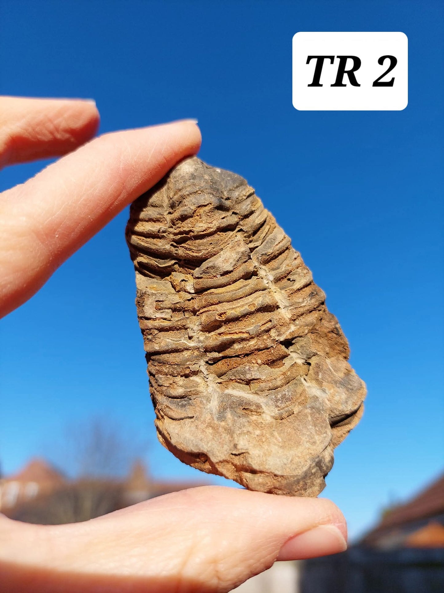 Trilobite (Flexicalymene), 62.33g, Fossil (Ref: TR2)