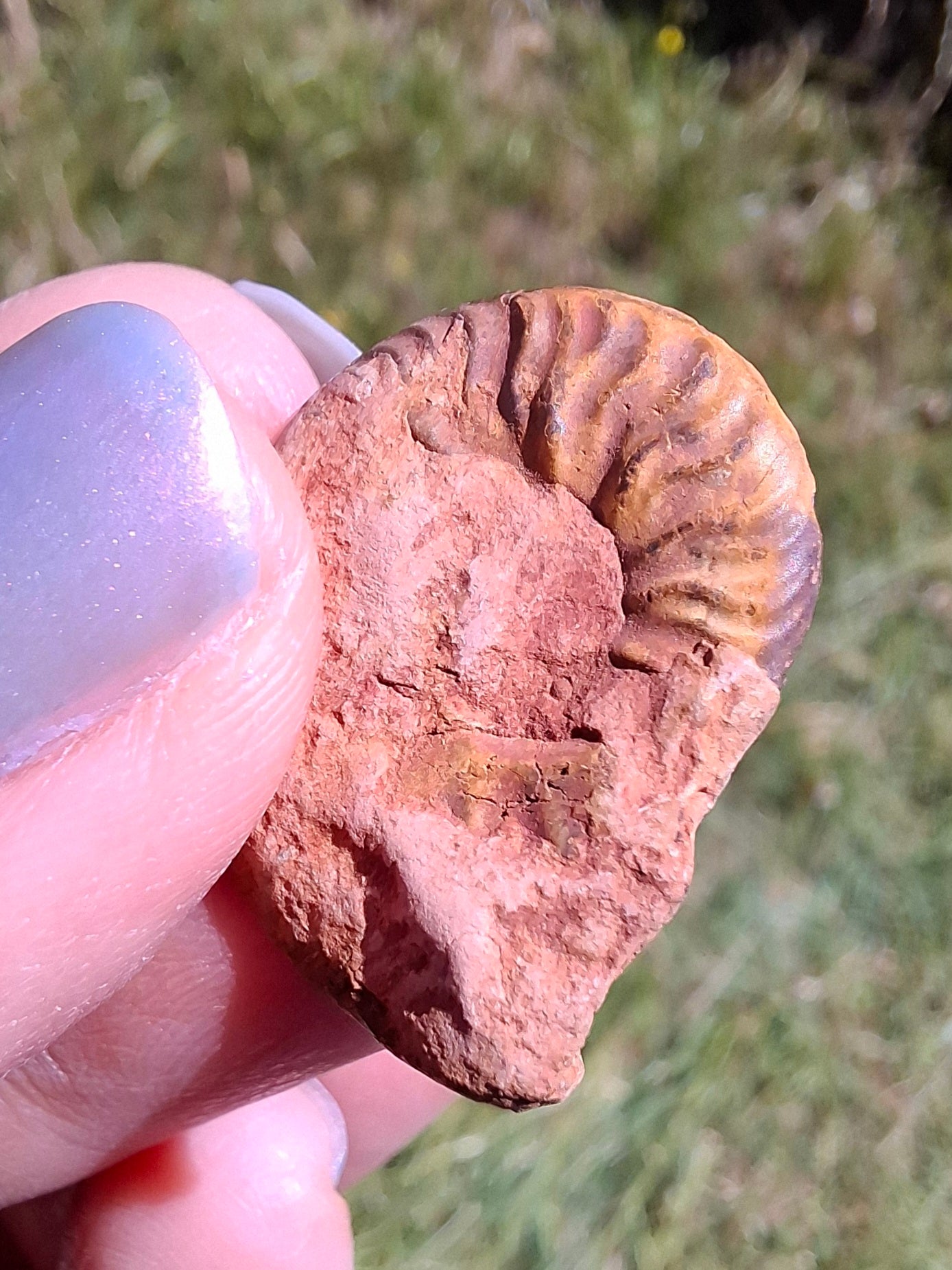 Small Haematite Ammonite HALF, 2.24g, Fossil (Ref: MA10)