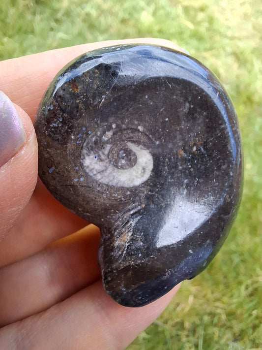 Goniatite, Fossil (Ref: GA8)