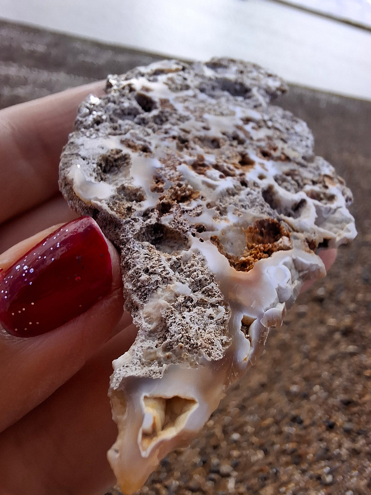 Fossilised Coral replaced by Chalcedony/Agate, Fossil (Ref: FCA2)
