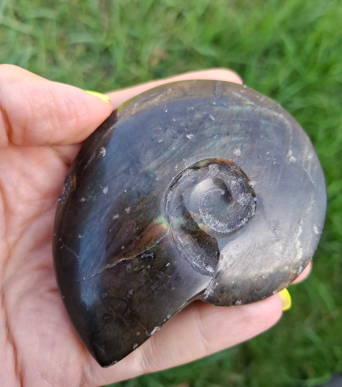 Labradorite Ammonite Carving, 160.21g, Crystal (Ref: laba4)