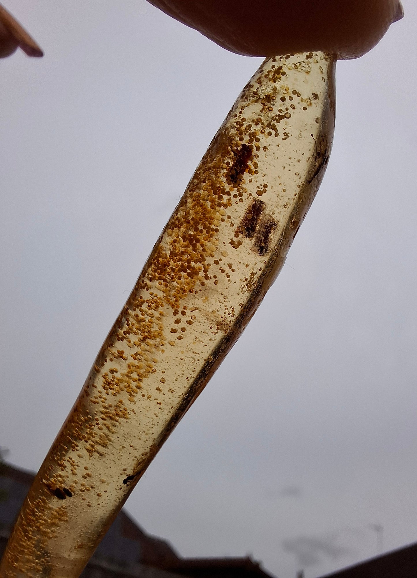 Copal Young Amber with INSECTS inside, 5.46g, Fossil (Ref: CA36)