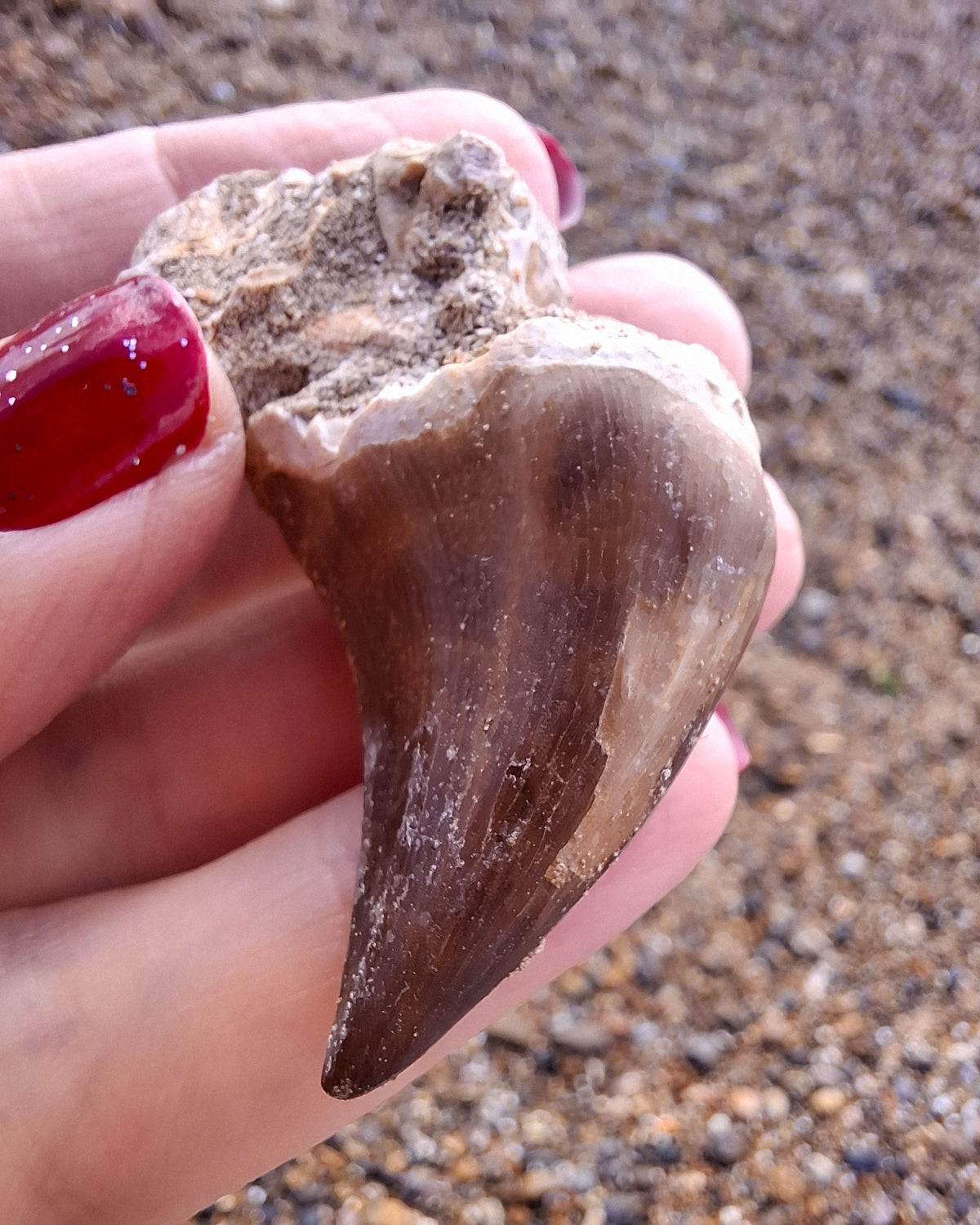 Mosasaurus Tooth with matrix, Fossil, (Ref: MTM1)