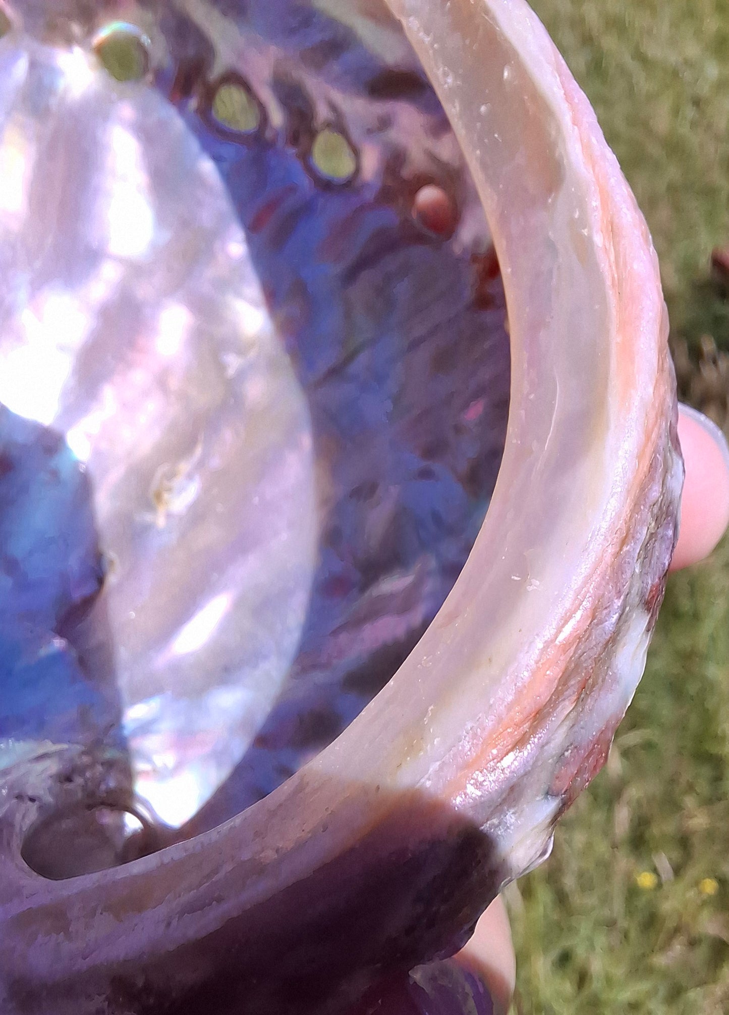 Abalone Shell, (Ref: SH3)