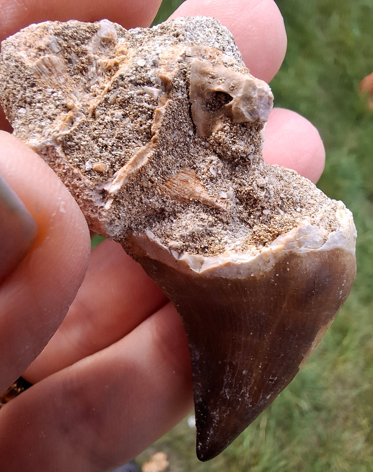 Mosasaurus Tooth with matrix, Fossil, (Ref: MTM1)