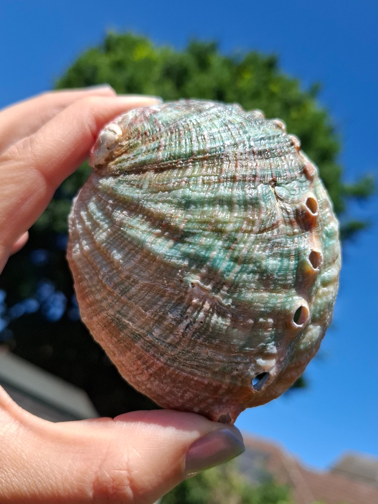 Abalone Shell, (Ref: SH2)