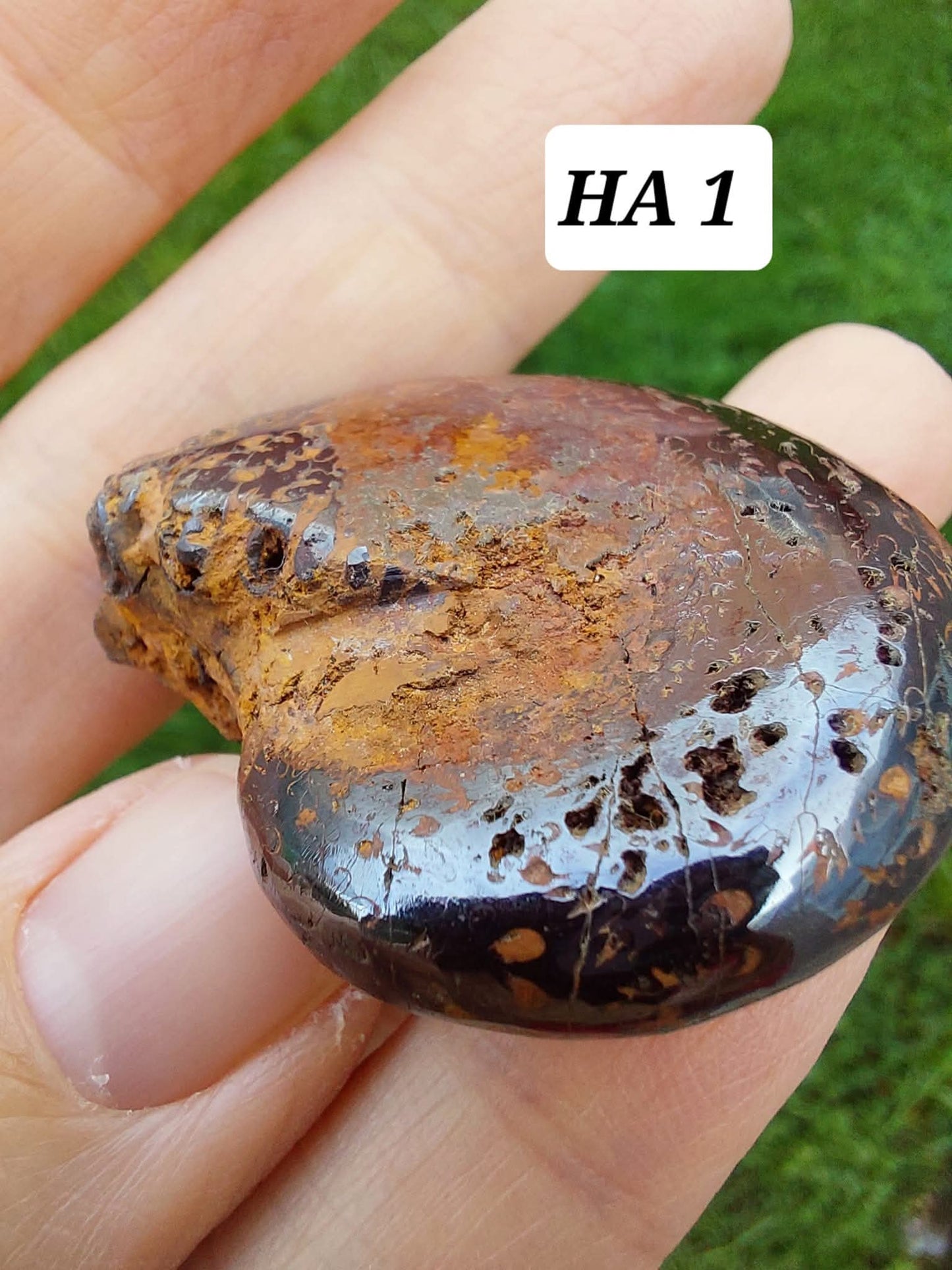 Hematite Ammonite, 21.29g, Fossil (Ref: HA1)