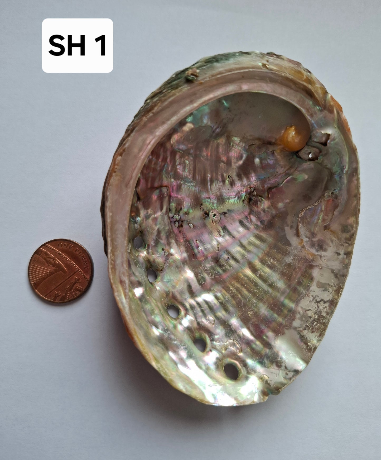 Abalone Shell, (Ref: SH1)