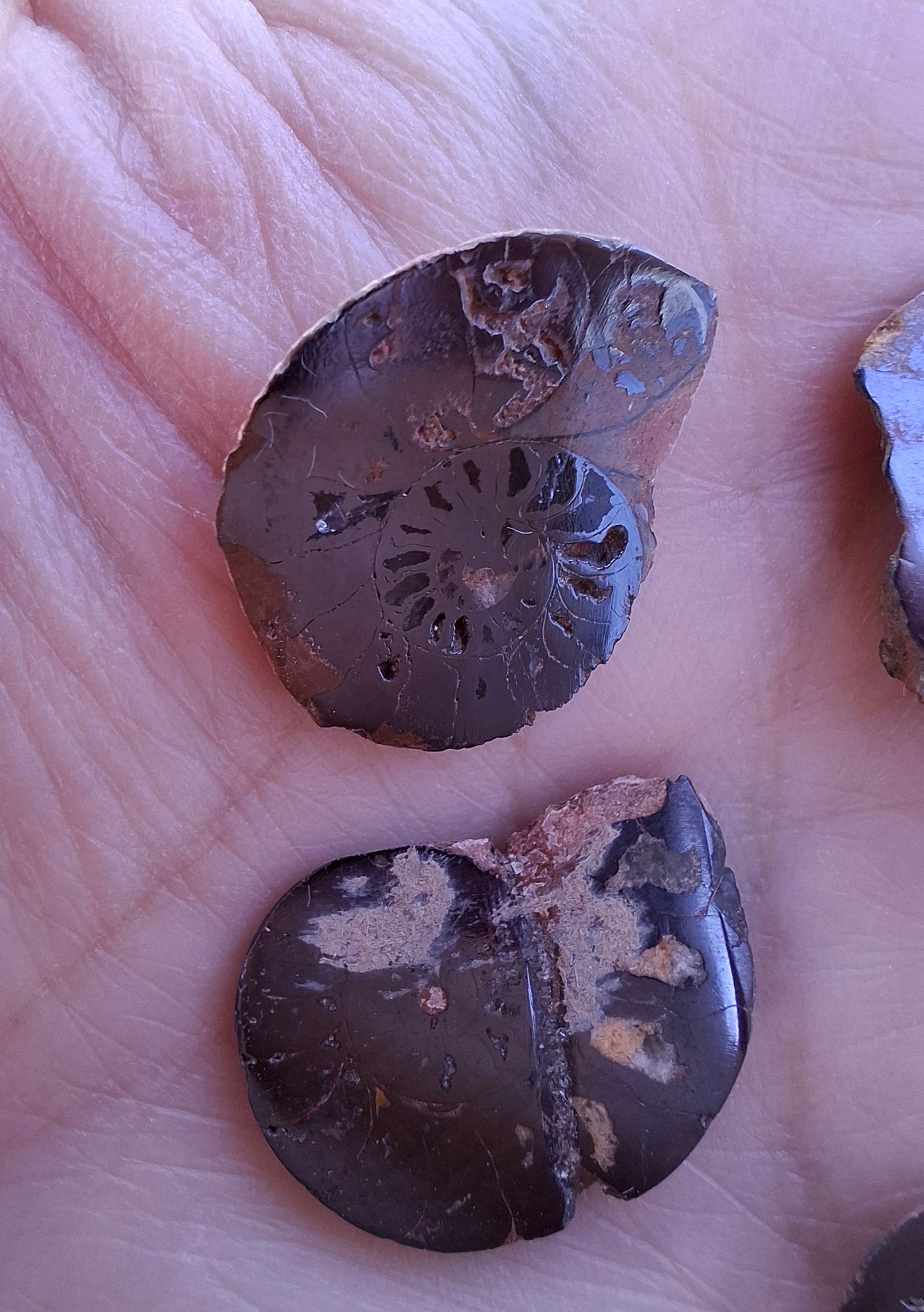 Small Haematite Ammonite Halves BUNDLE, (7 pcs), Fossil (Ref: MA13)