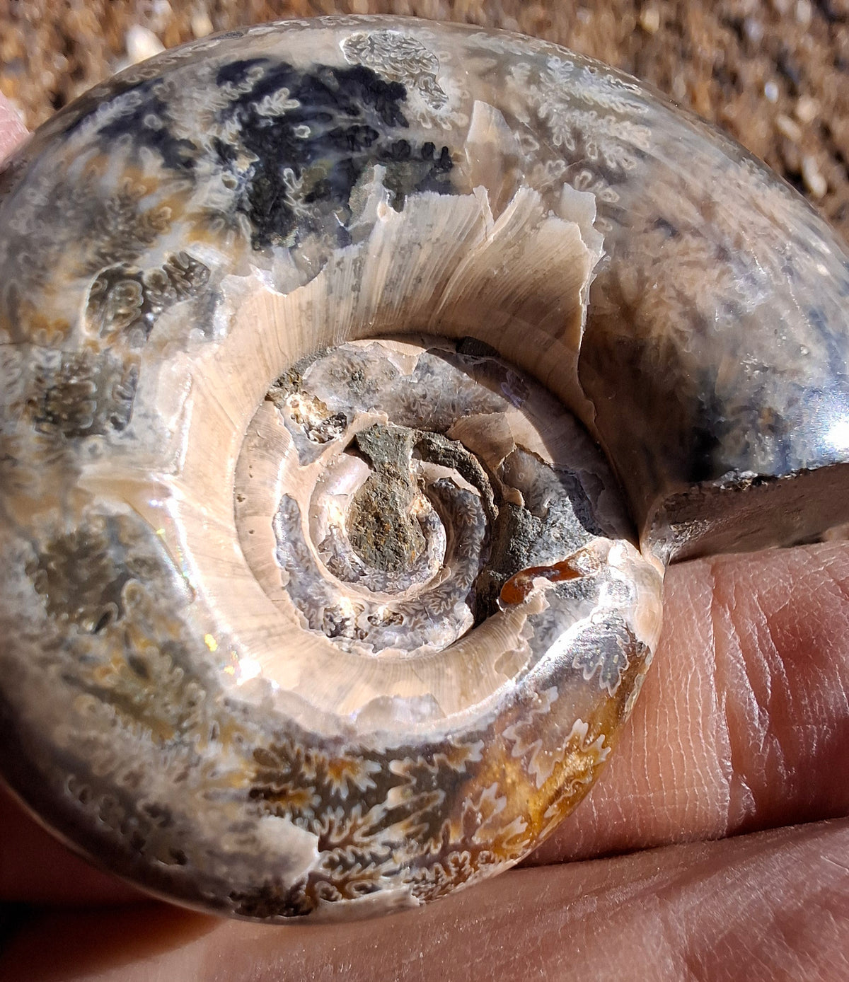 Polished Ammonite, Fossil (Ref: AMM1)