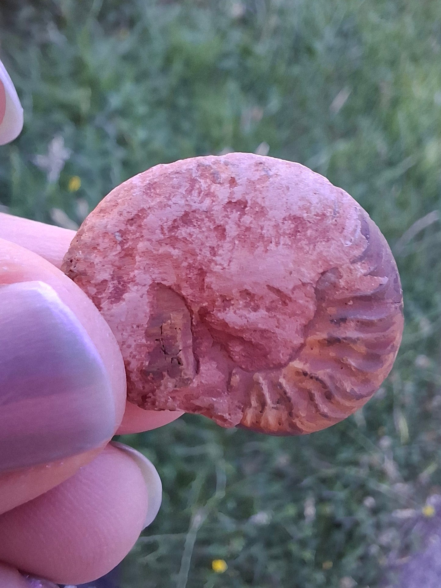 Small Haematite Ammonite HALF, 2.24g, Fossil (Ref: MA10)