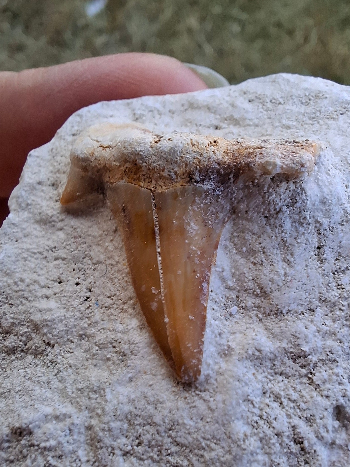Otodus Shark Tooth, Fossil (Ref: OT4)