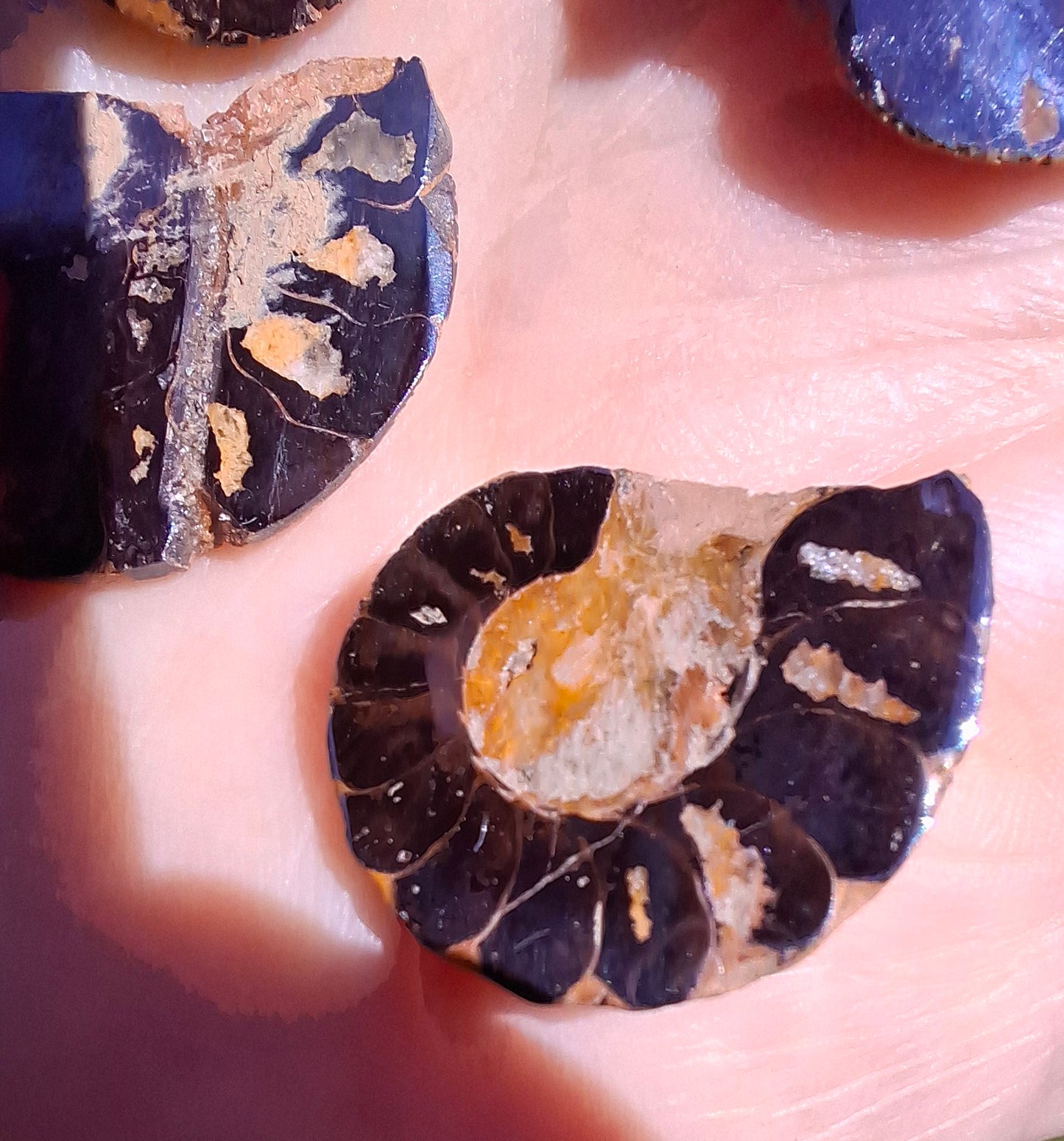 Small Haematite Ammonite Halves BUNDLE, (7 pcs), Fossil (Ref: MA13)