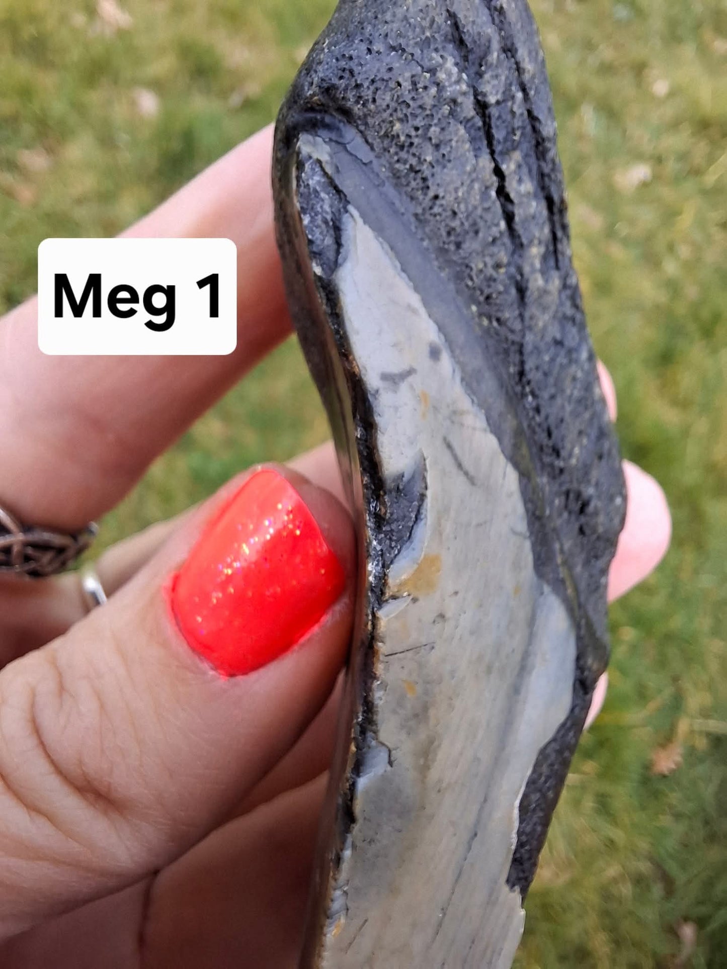 Megalodon (partial) Shark Tooth, 109.68g, Fossil (Ref: Meg1)