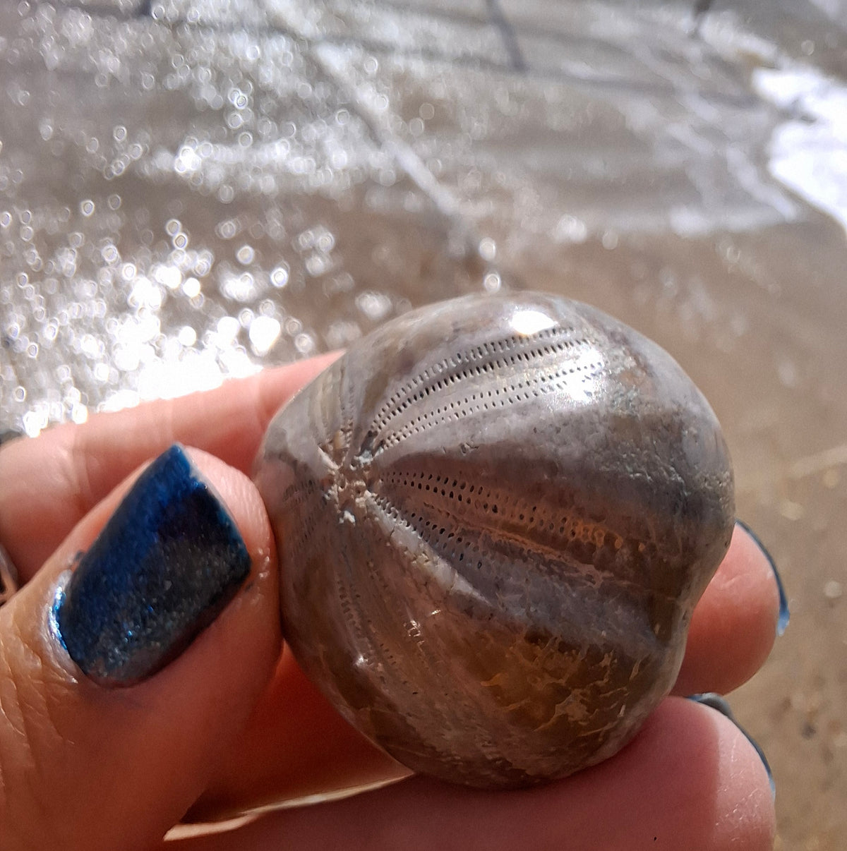 Polished Sea Urchin, Fossil (Ref: SU1)
