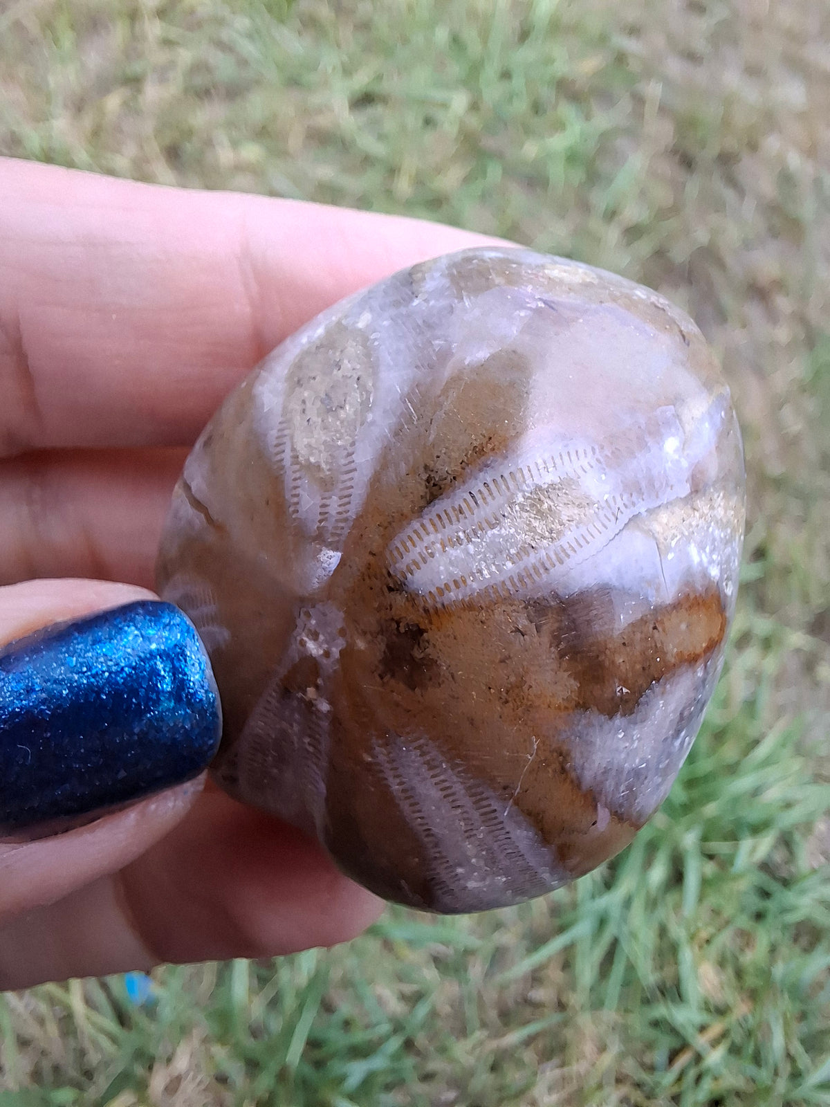 Polished Sea Urchin, Fossil (Ref: SU2)