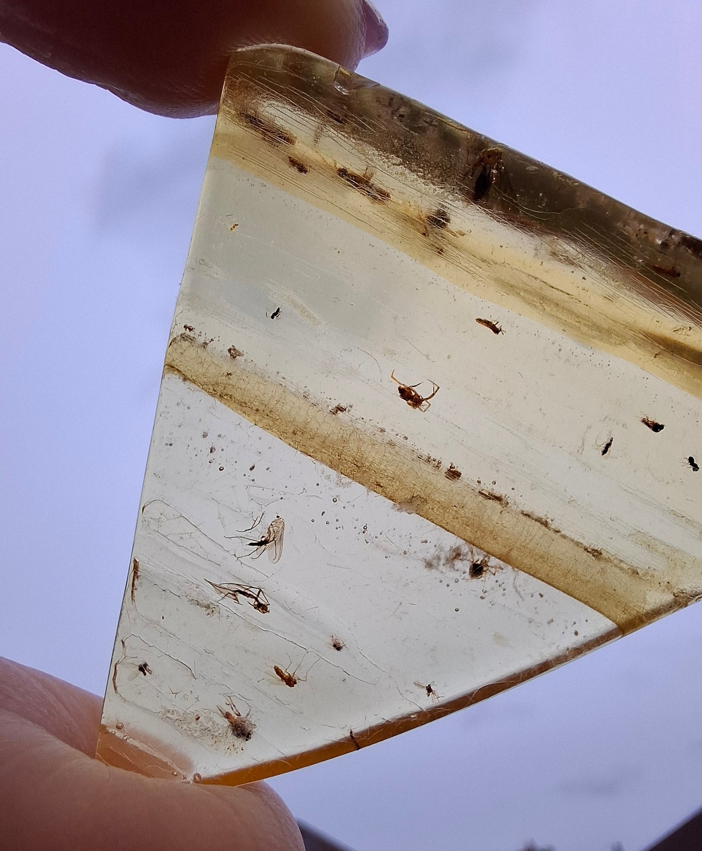 Copal Young Amber with INSECTS inside, 8.39g, Fossil (Ref: CA31)