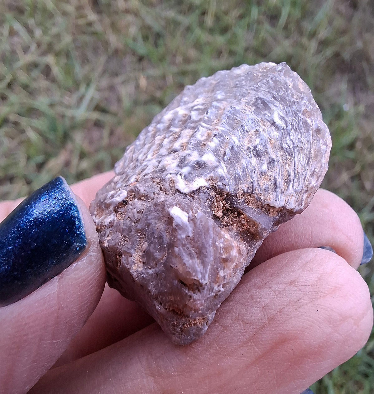 Chalcedony Oyster, Fossil (Ref: FO10)