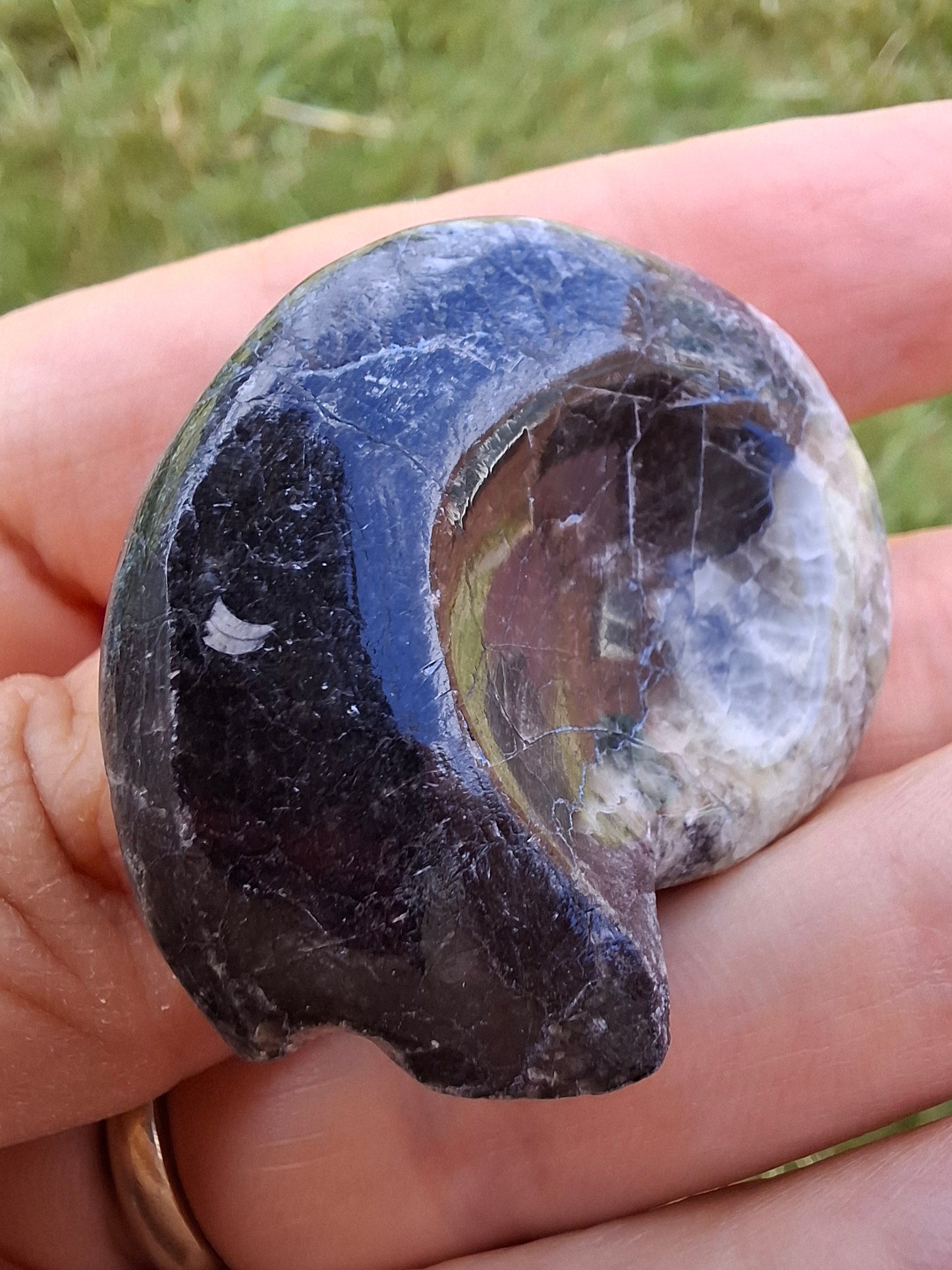 Goniatite, Fossil (Ref: GA3)