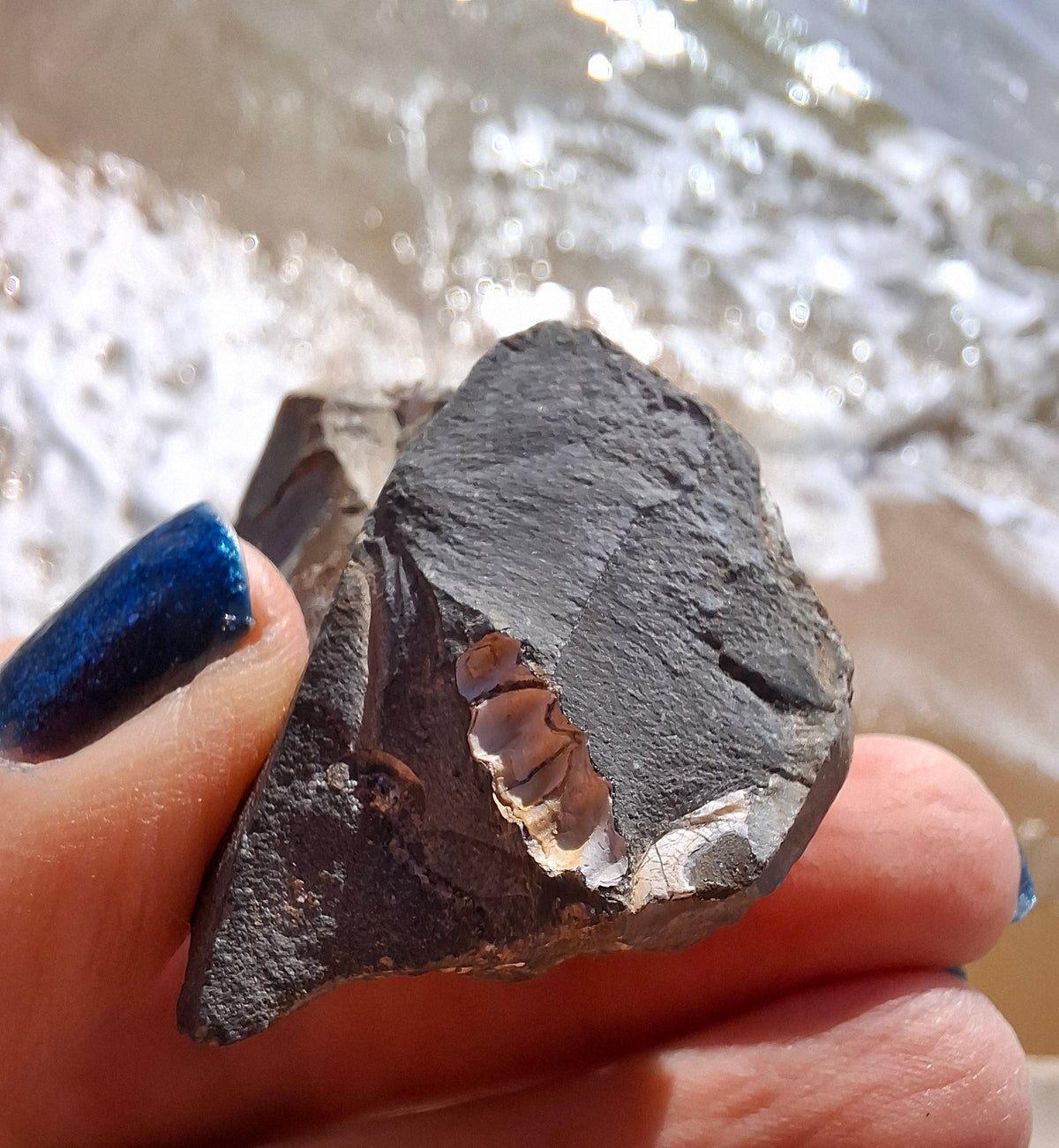 Ammonite Cluster, Fossil (Ref: ACL3)