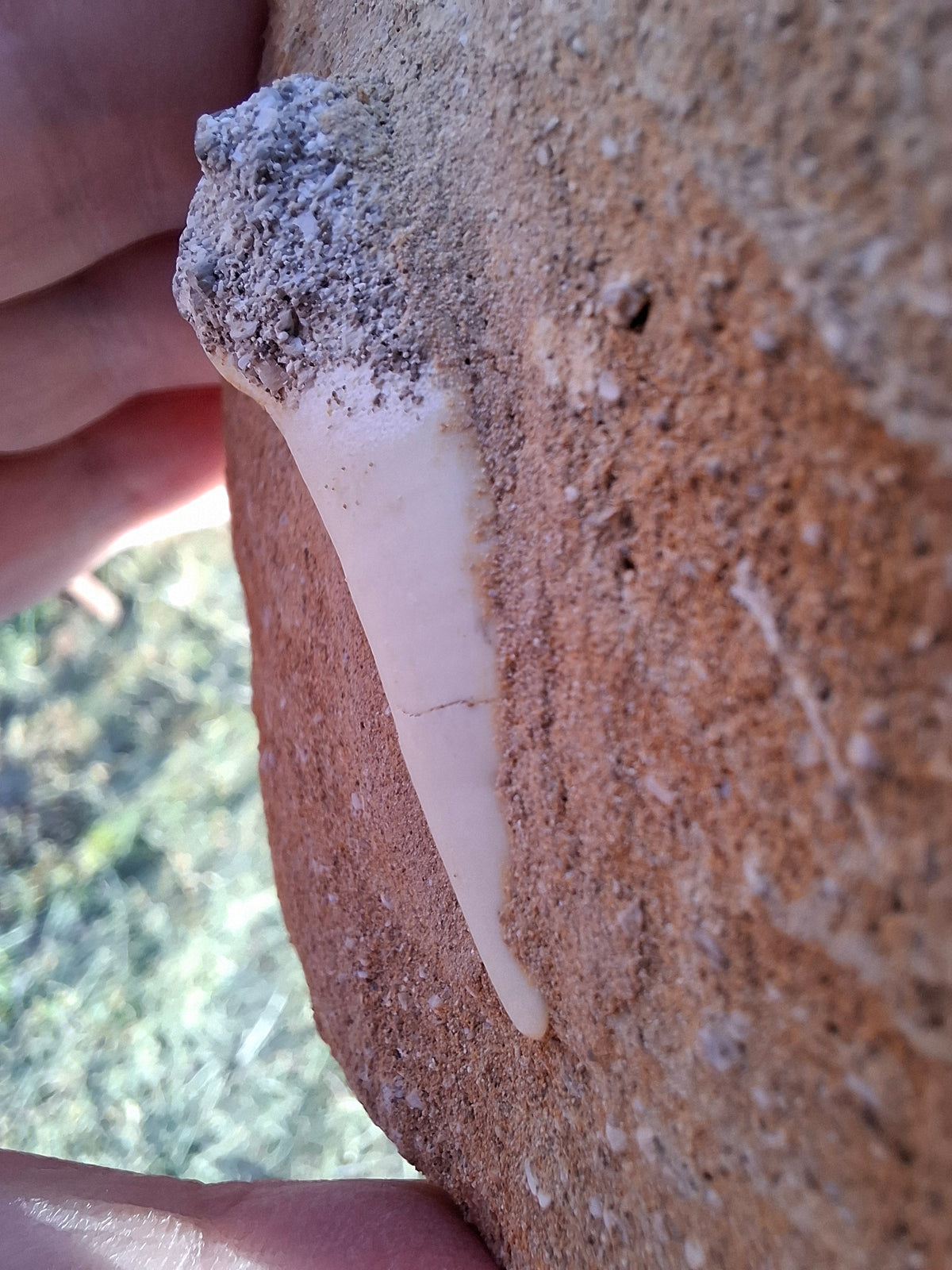 Enchodus Sabre Tooth, Fossil (Ref: ES6)