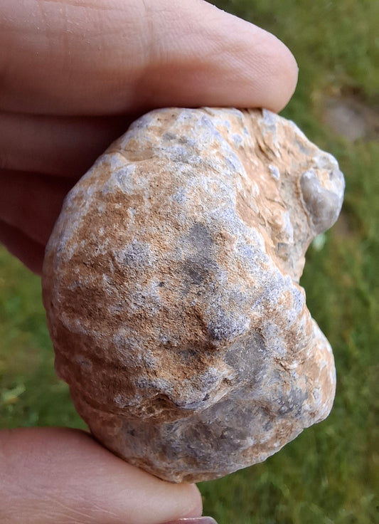 Gryphaea (Devil's Toenail), 57.53g, Fossil (Ref: G2)