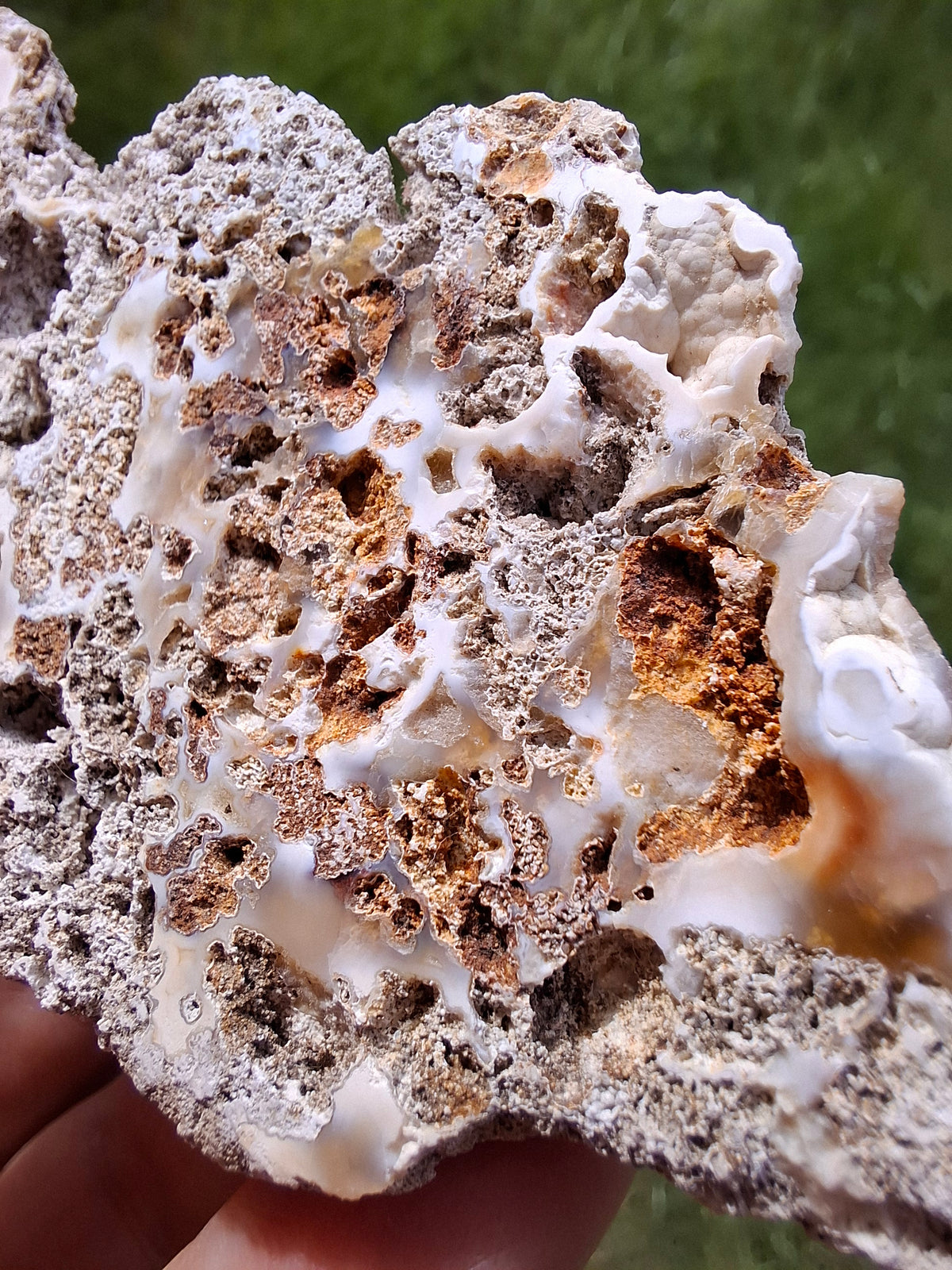 Fossilised Coral replaced by Chalcedony/Agate, Fossil (Ref: FCA2)