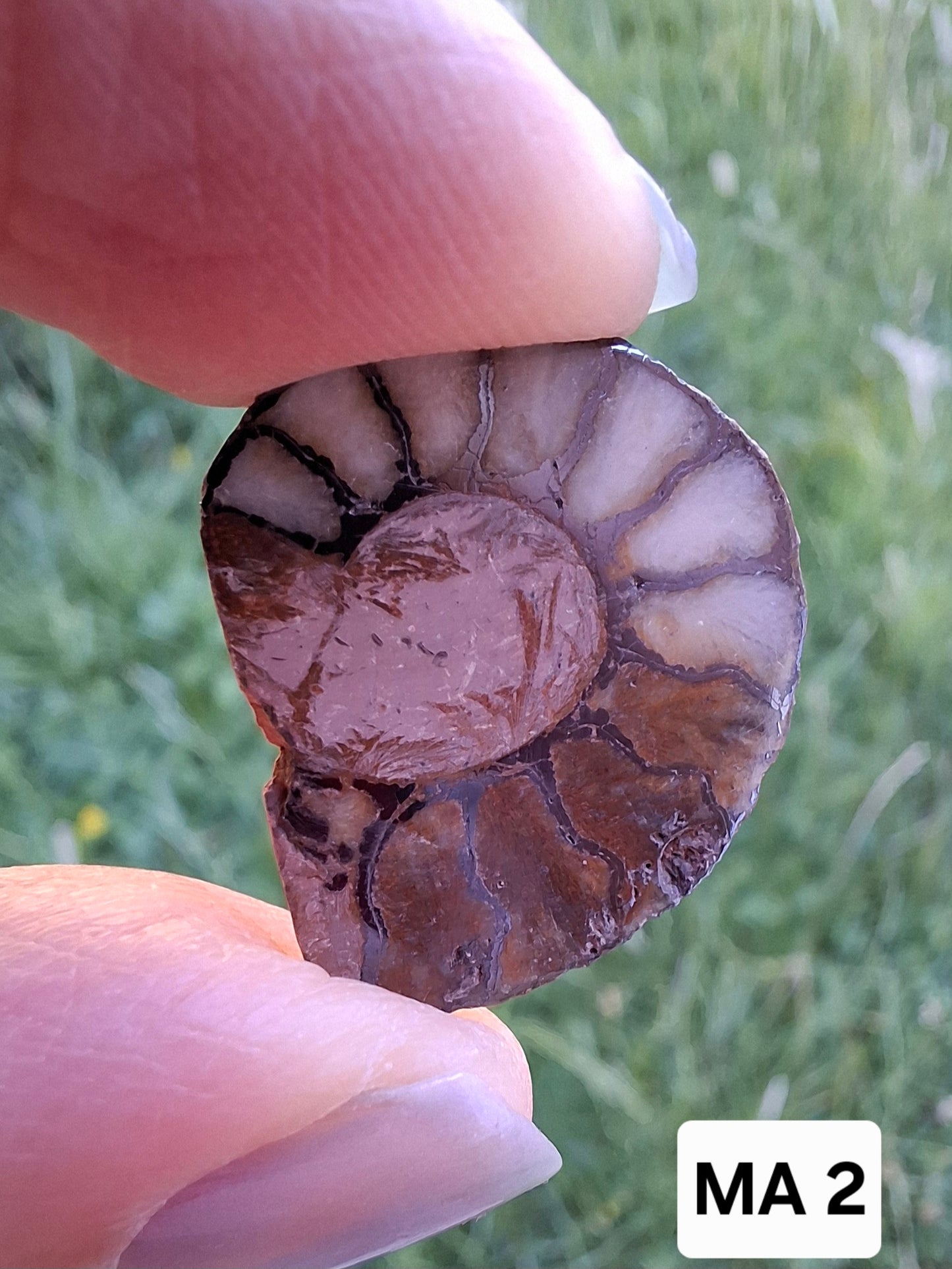 Small Haematite Ammonite HALF, 1.66g, Fossil (Ref: MA2)