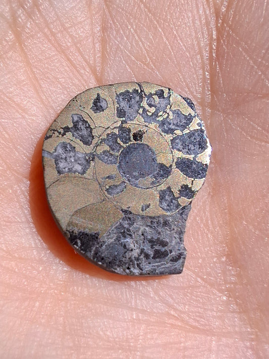 Small Haematite Ammonite HALF, 1.10g, Fossil (Ref: MA9)