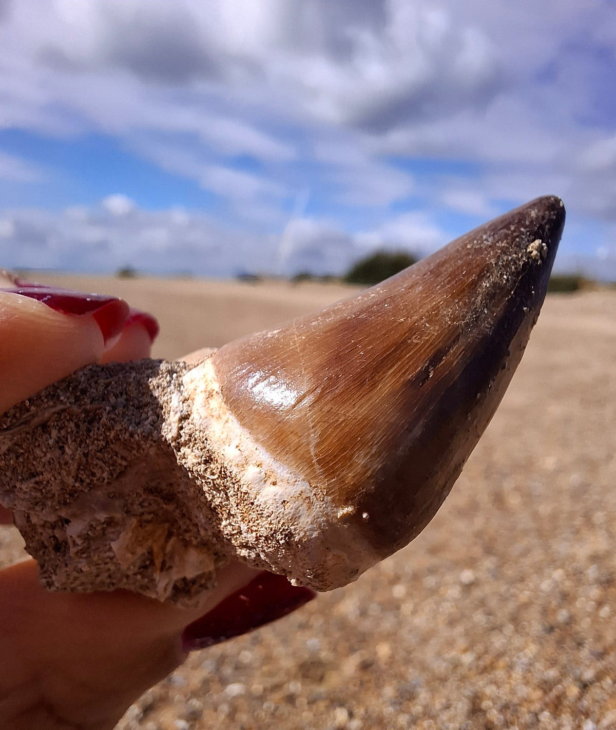 Mosasaurus Tooth with matrix, Fossil, (Ref: MTM1)