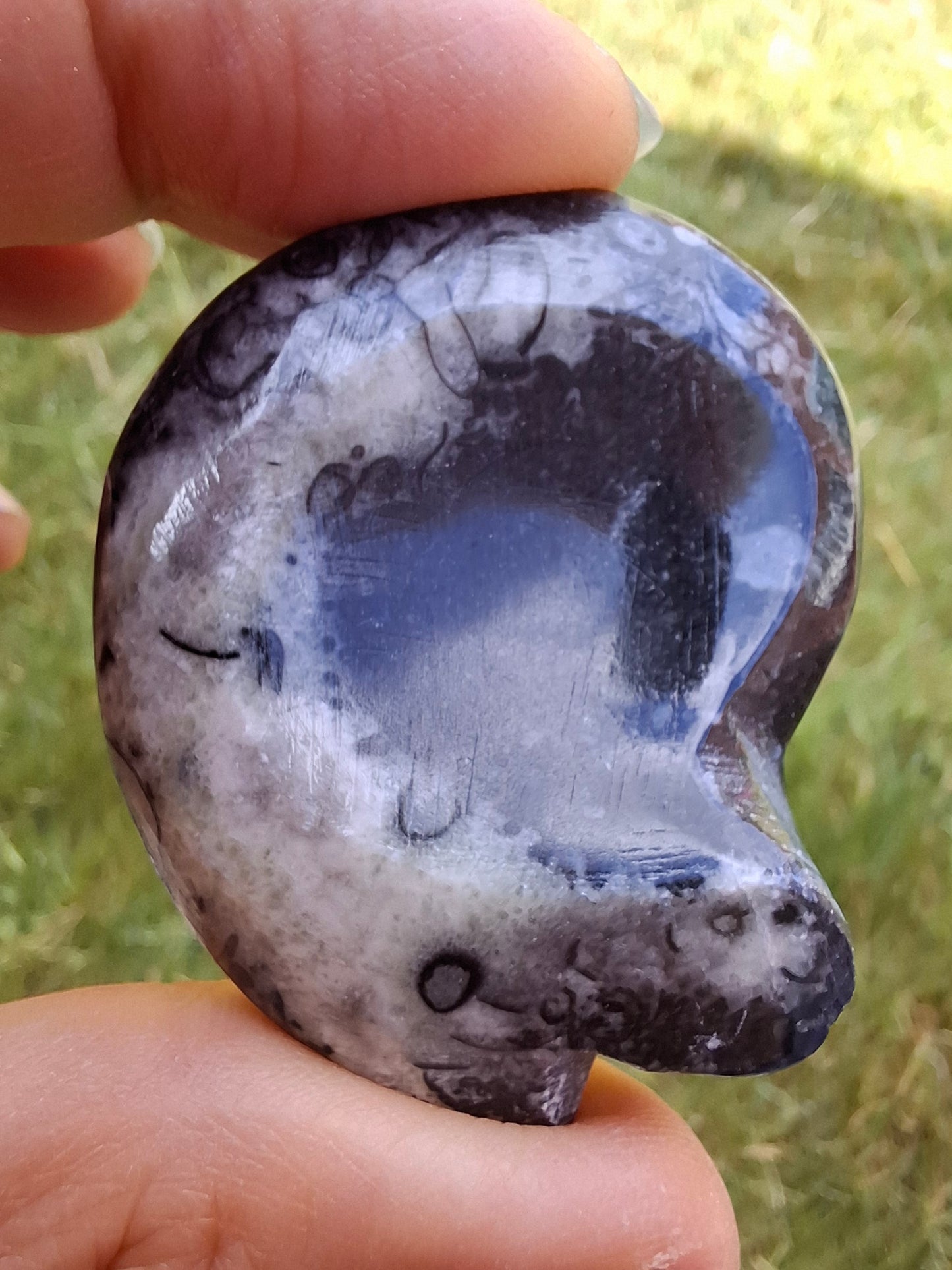 Goniatite, Fossil (Ref: GA4)
