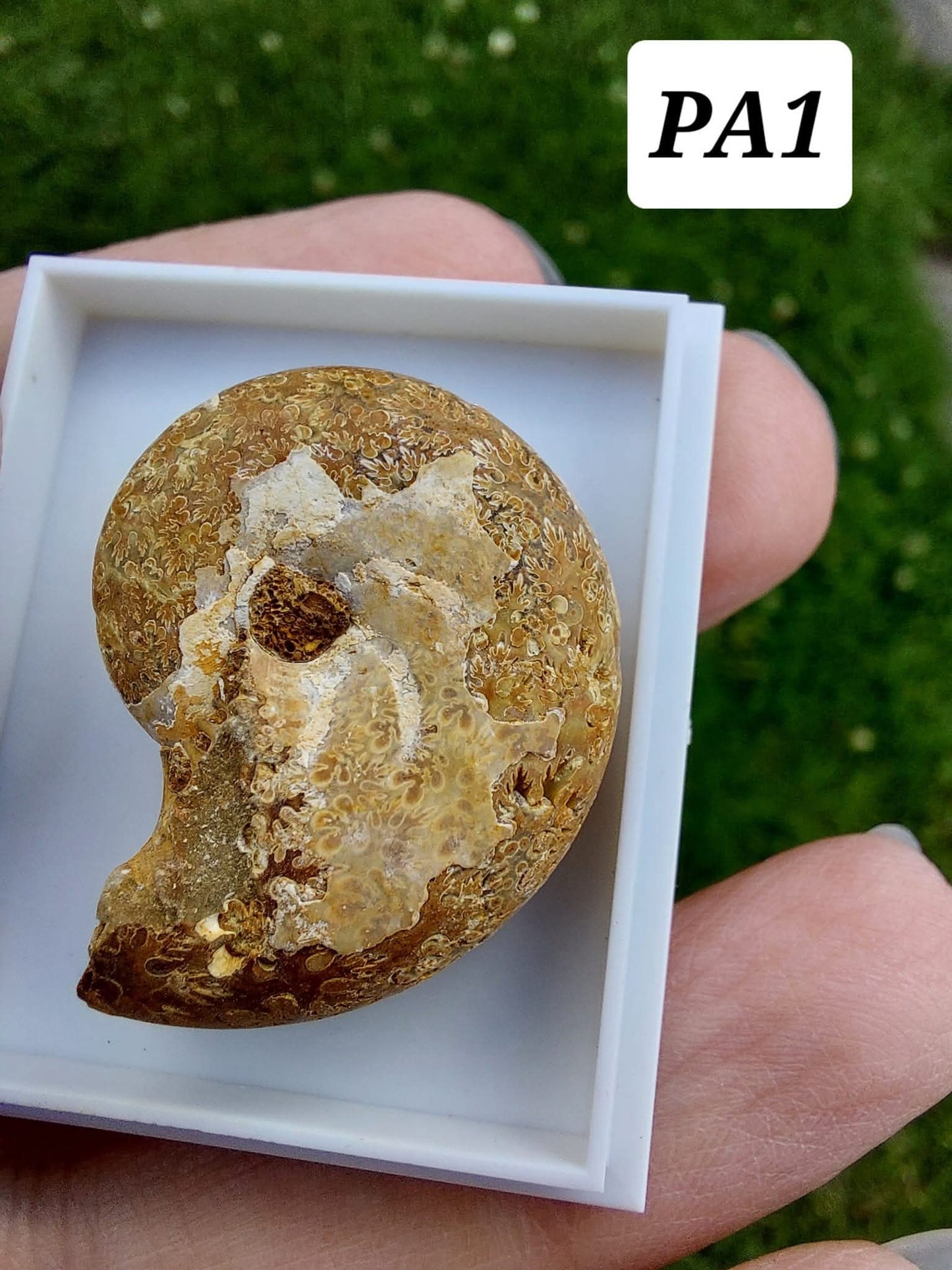 Phylloceras Ammonite, Fossil (Ref: PA1)