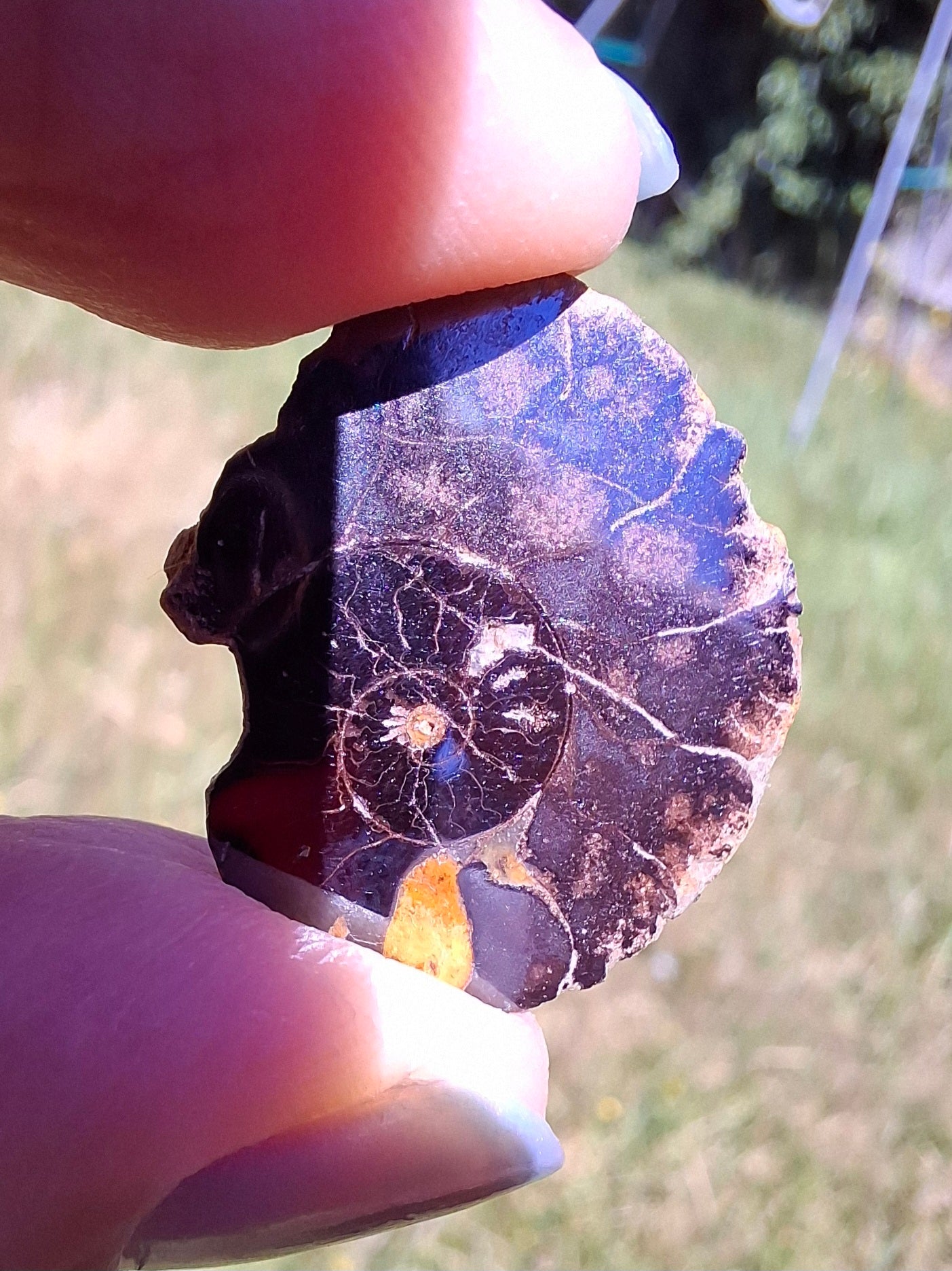 Small Haematite Ammonite Halves BUNDLE, (7 pcs), Fossil (Ref: MA13)