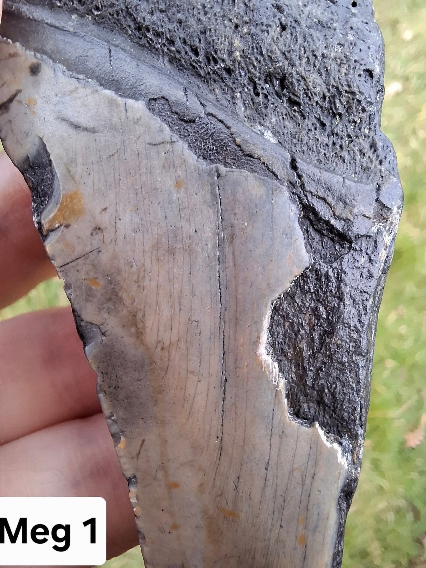 Megalodon (partial) Shark Tooth, 109.68g, Fossil (Ref: Meg1)