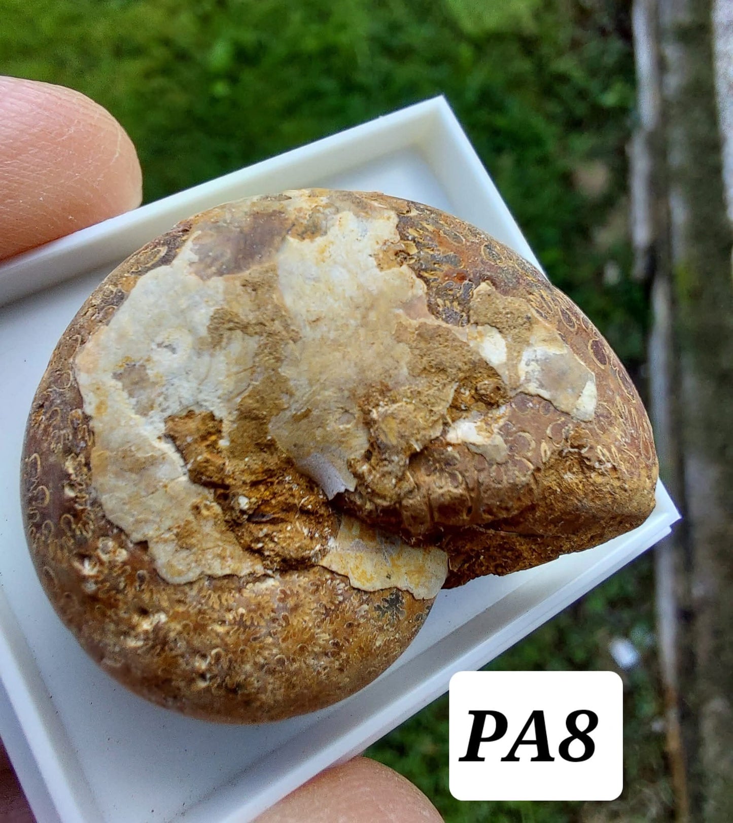 Phylloceras Ammonite, Fossil (Ref: PA8)