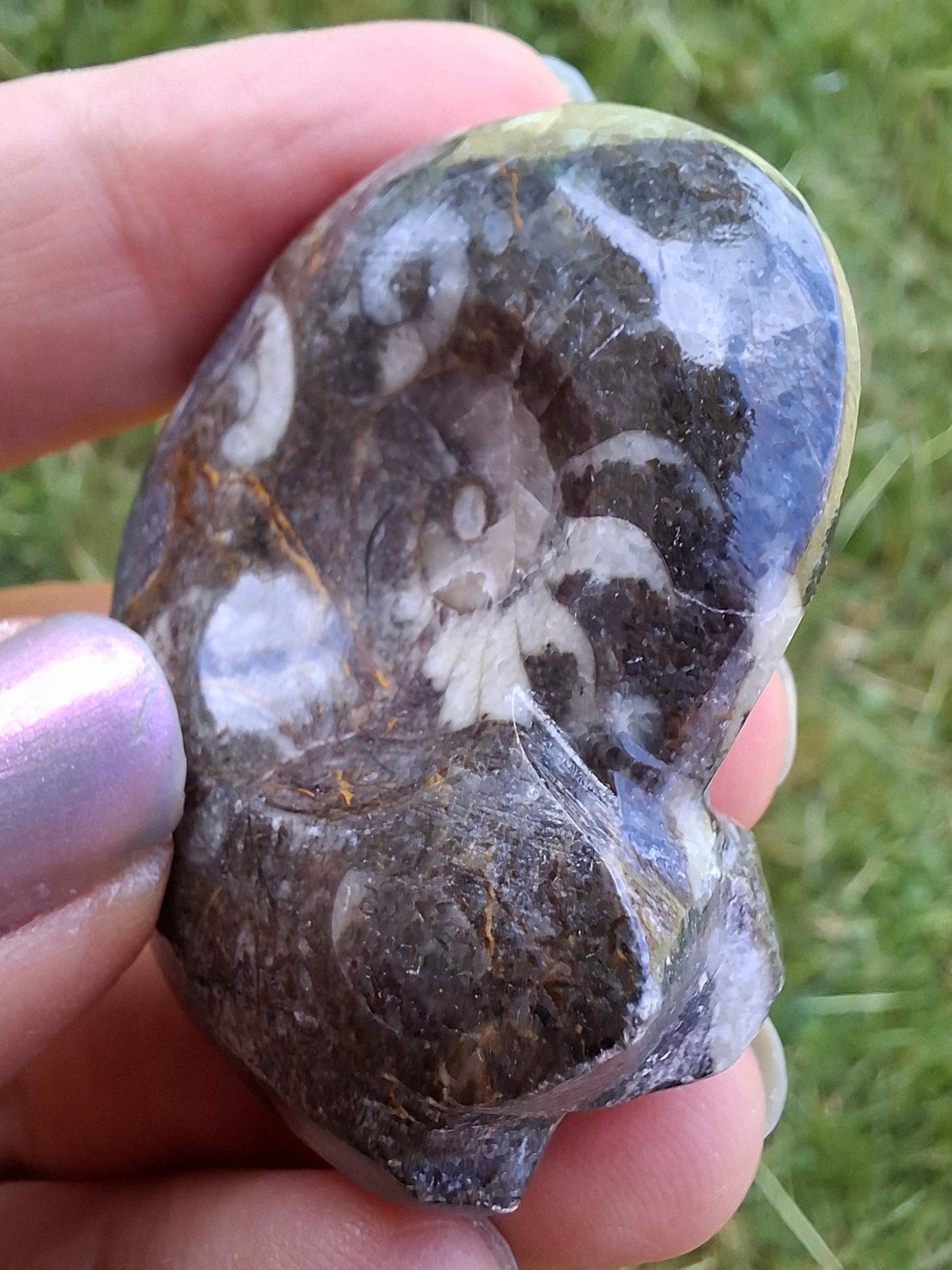 Goniatite, Fossil (Ref: GA1)