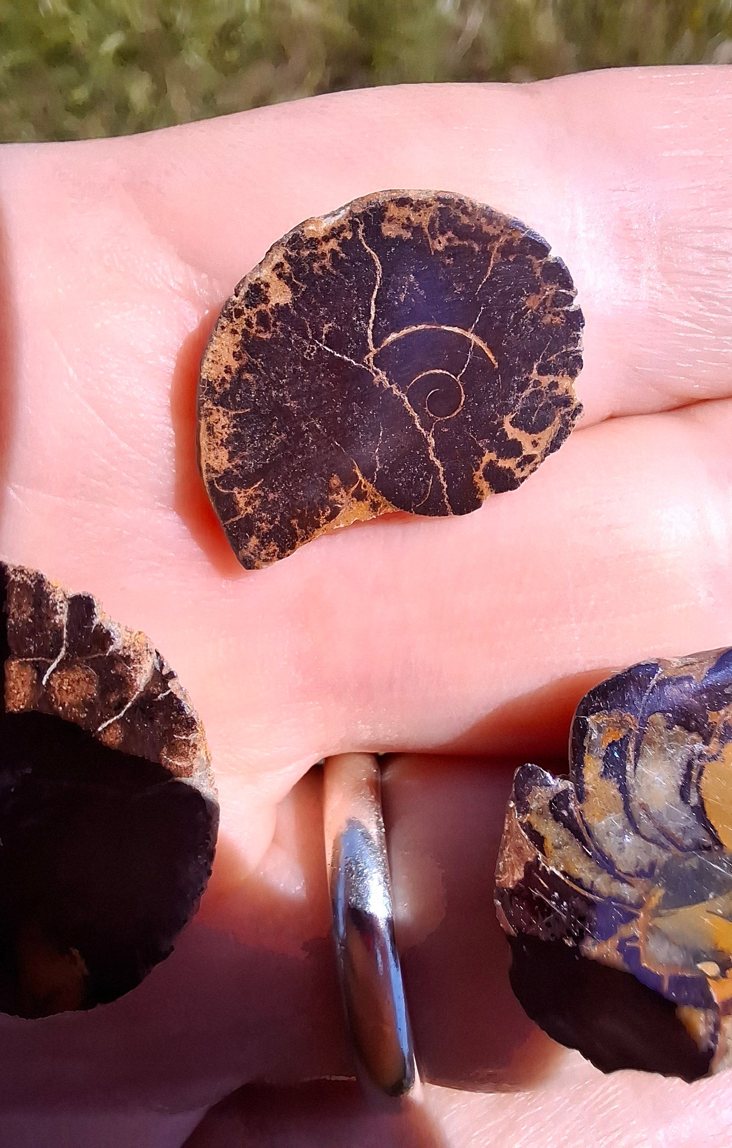 Small Haematite Ammonite Halves BUNDLE, (7 pcs), Fossil (Ref: MA13)