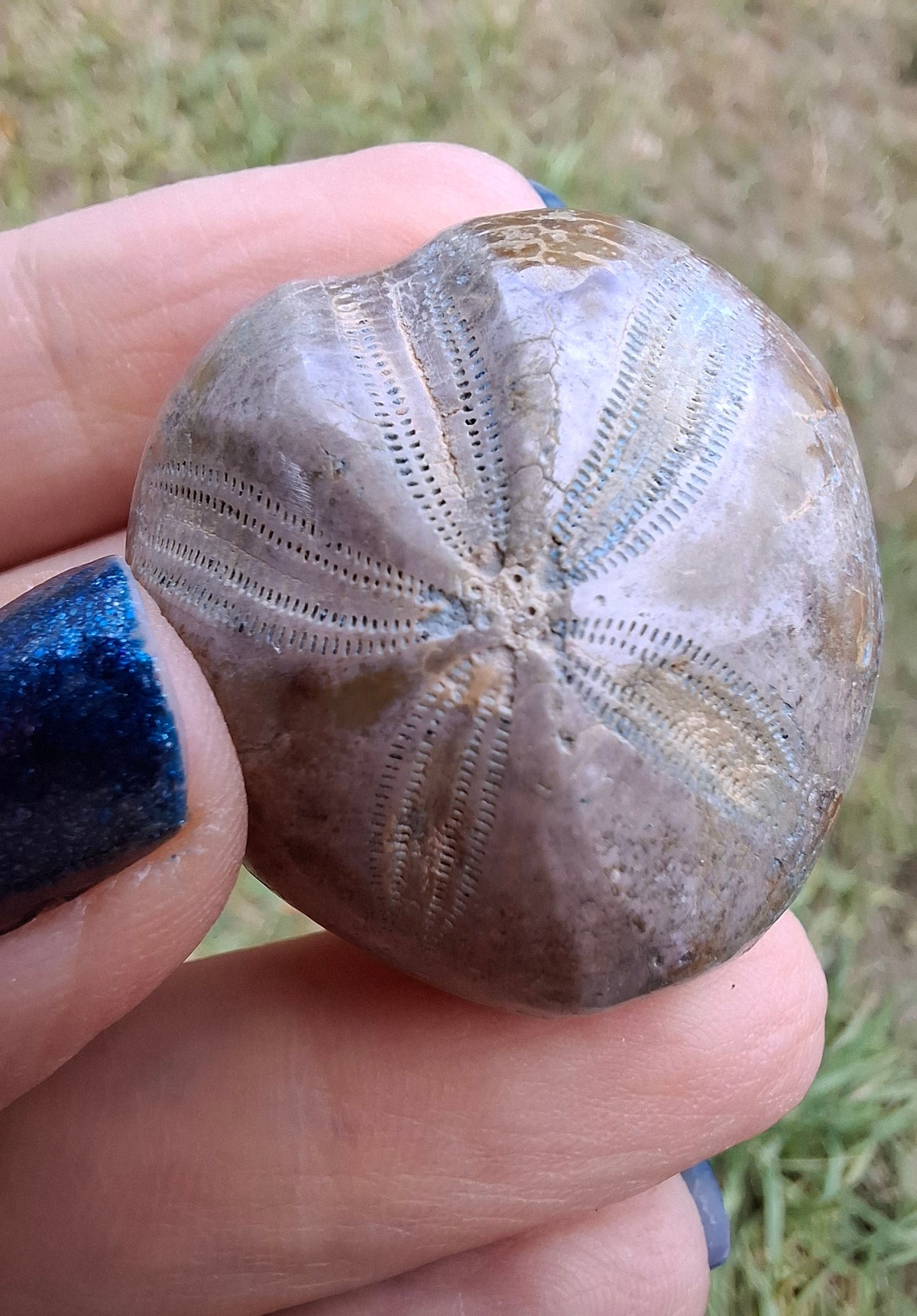 Polished Sea Urchin, Fossil (Ref: SU1)