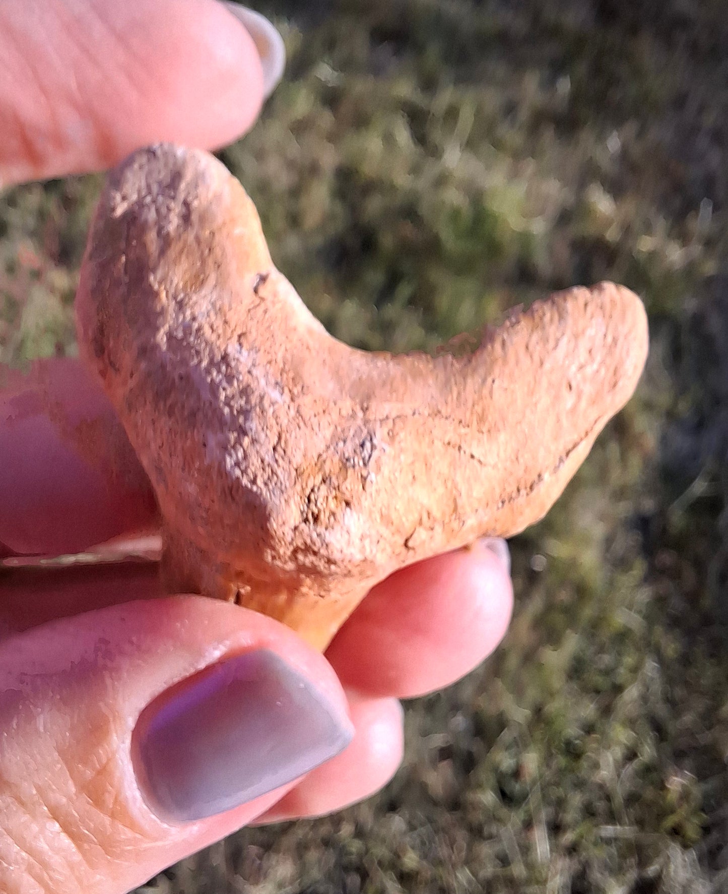 Otodus Shark Tooth, Fossil (Ref: OT 7)