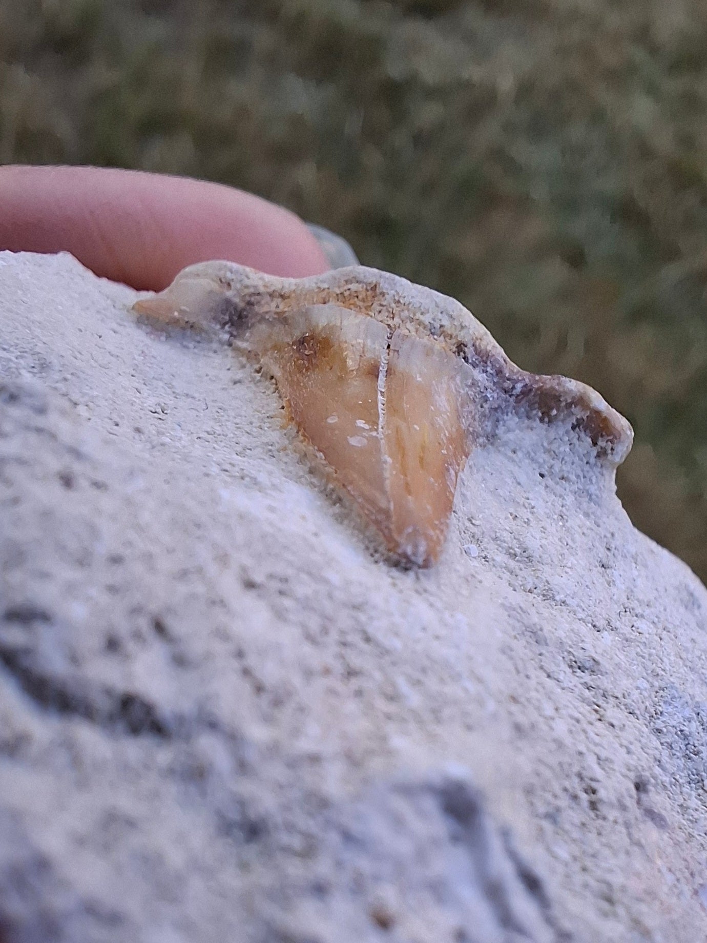 Otodus Shark Tooth, Fossil (Ref: OT4)