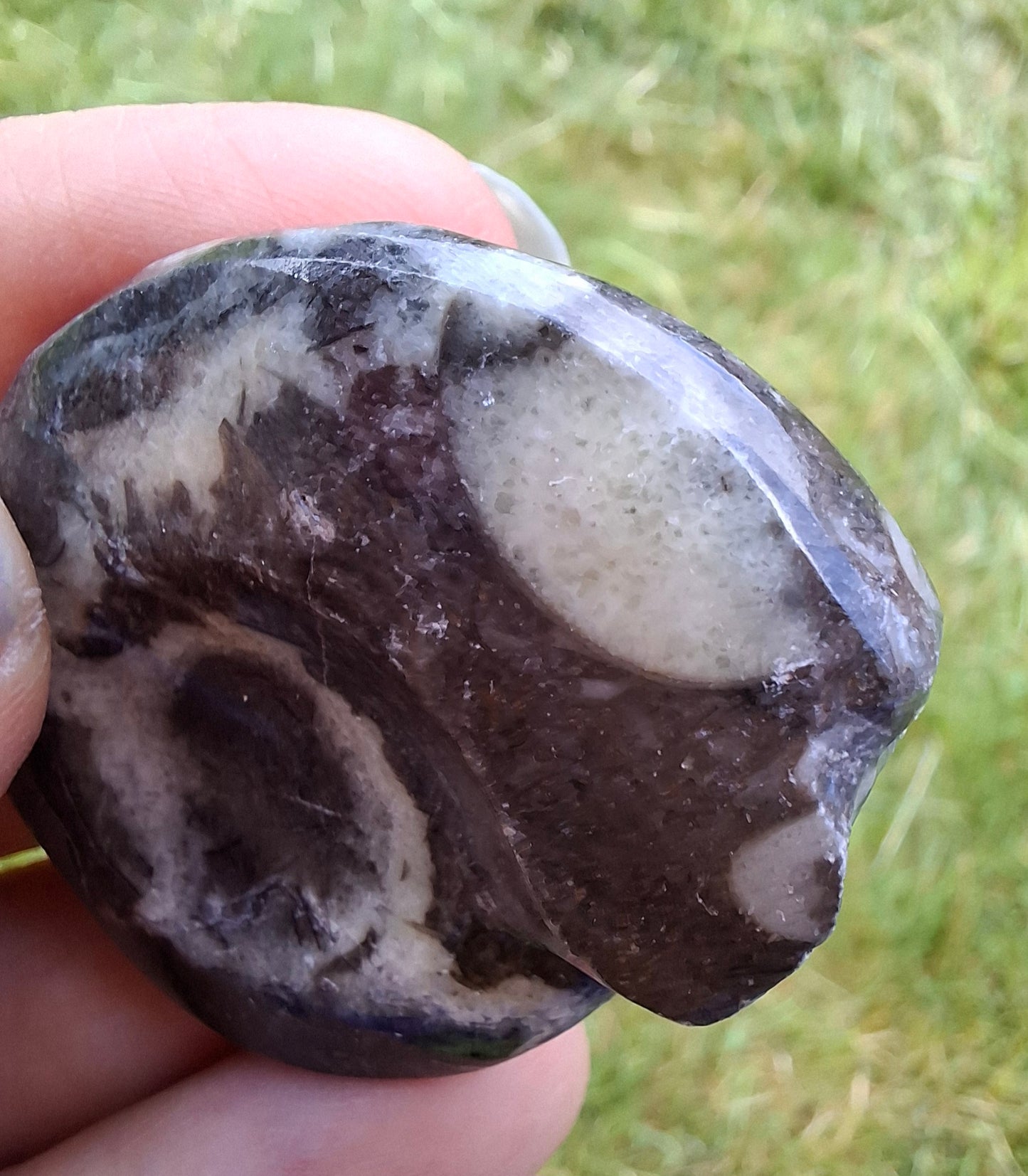 Goniatite, Fossil (Ref: GA6)