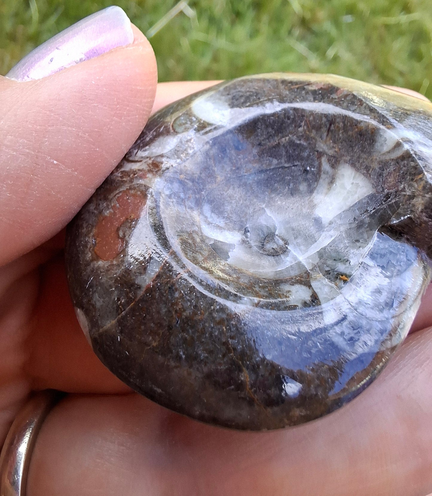 Goniatite, Fossil (Ref: GA1)