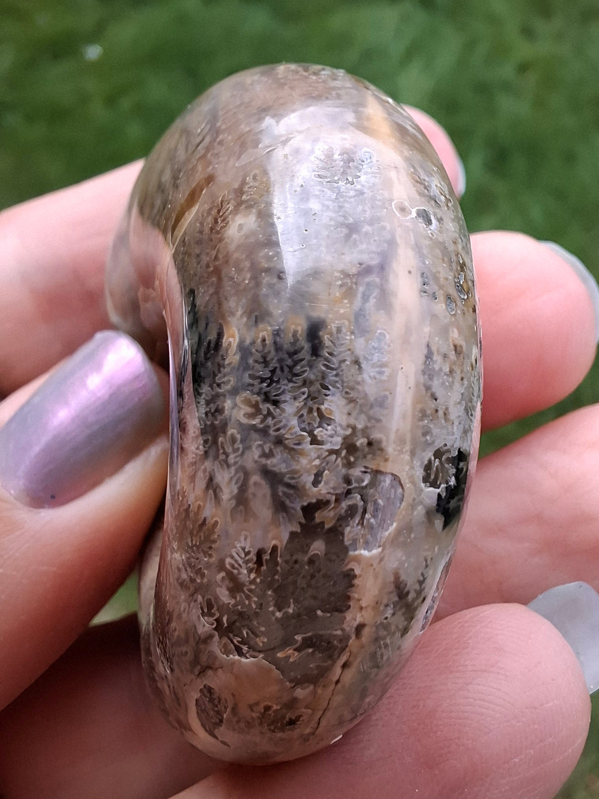 Polished Ammonite, Fossil (Ref: AMM1)