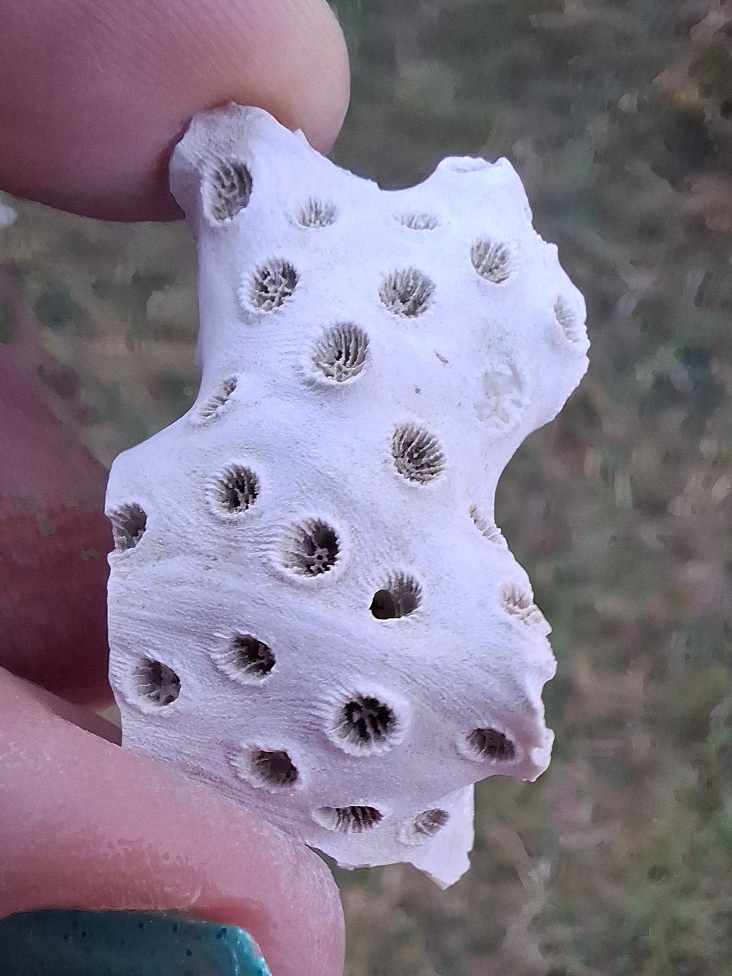 Fossil Coral, (Ref: FC4)
