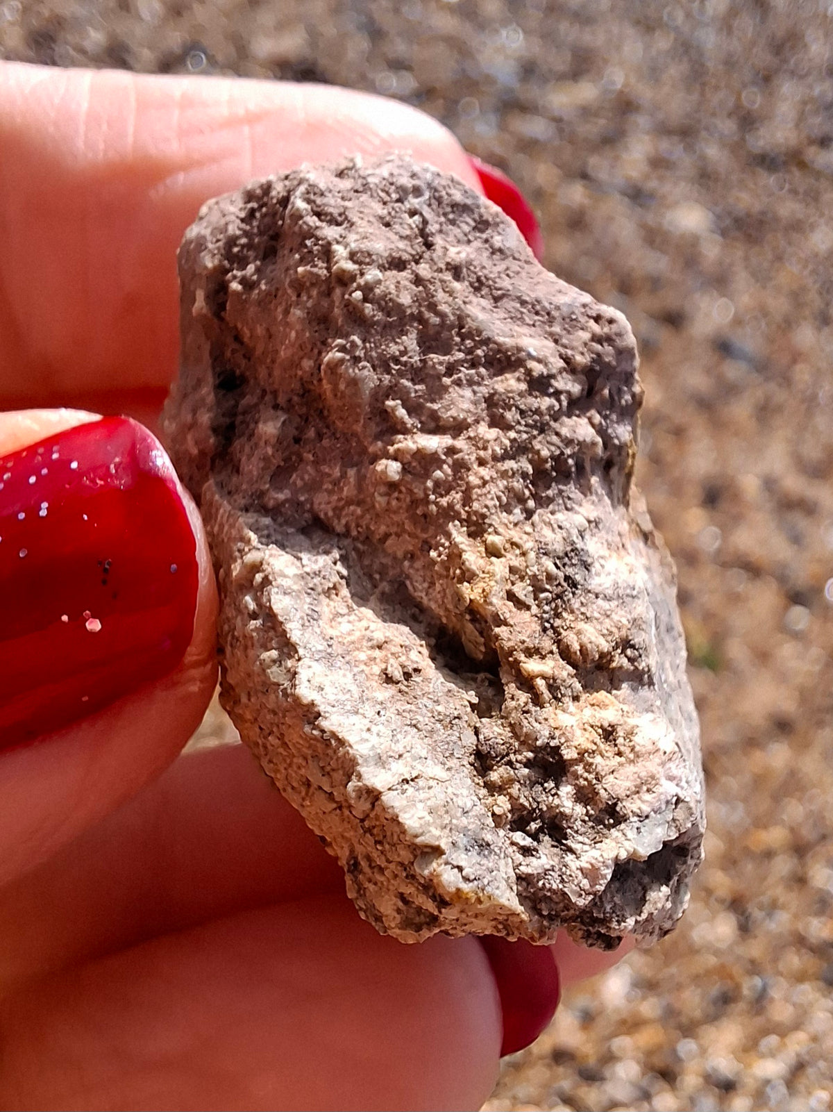 Sauropod Dinosaur Coprolite, 12.82g, Fossil (Ref: DP1)