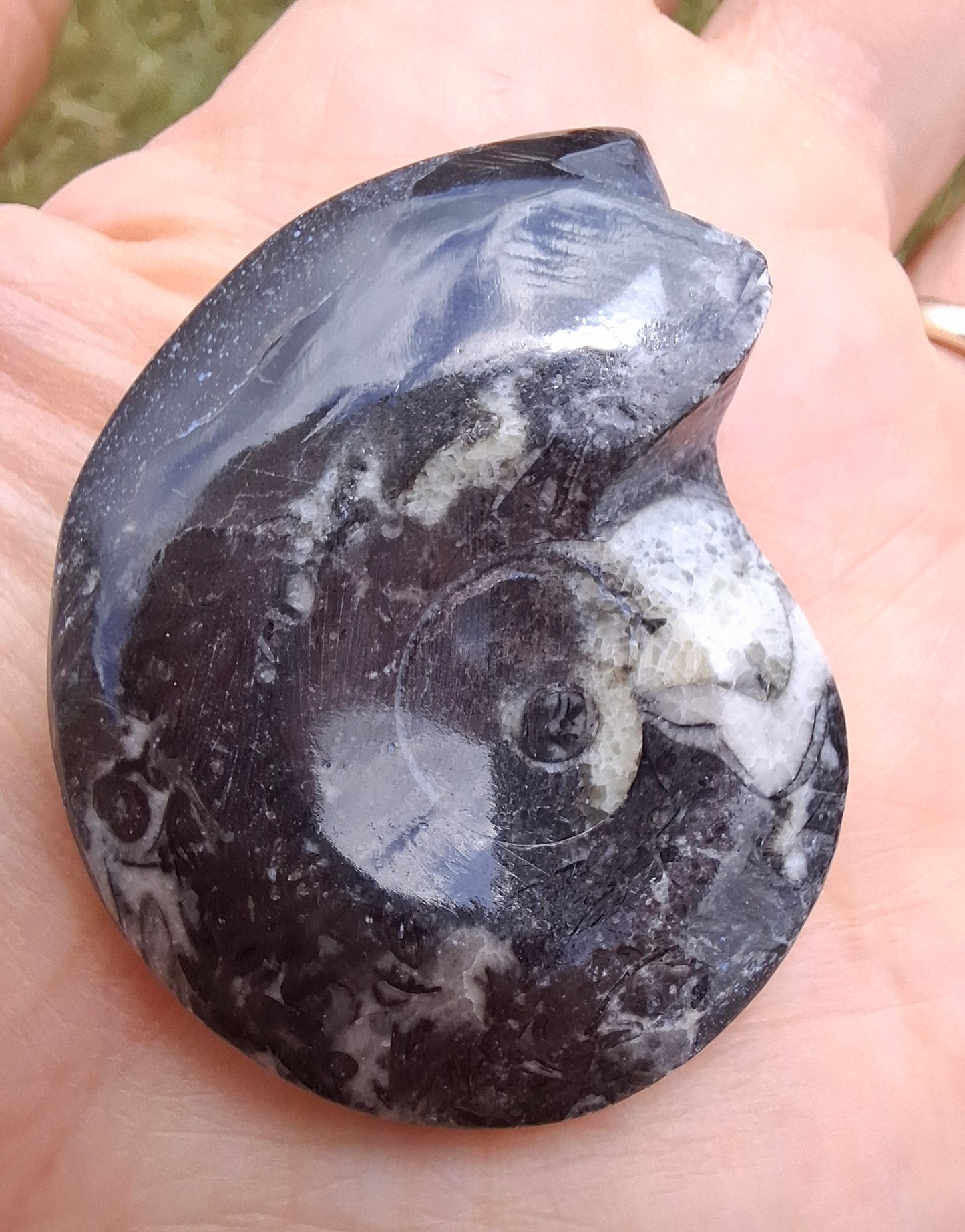 Goniatite, Fossil (Ref: GA5)