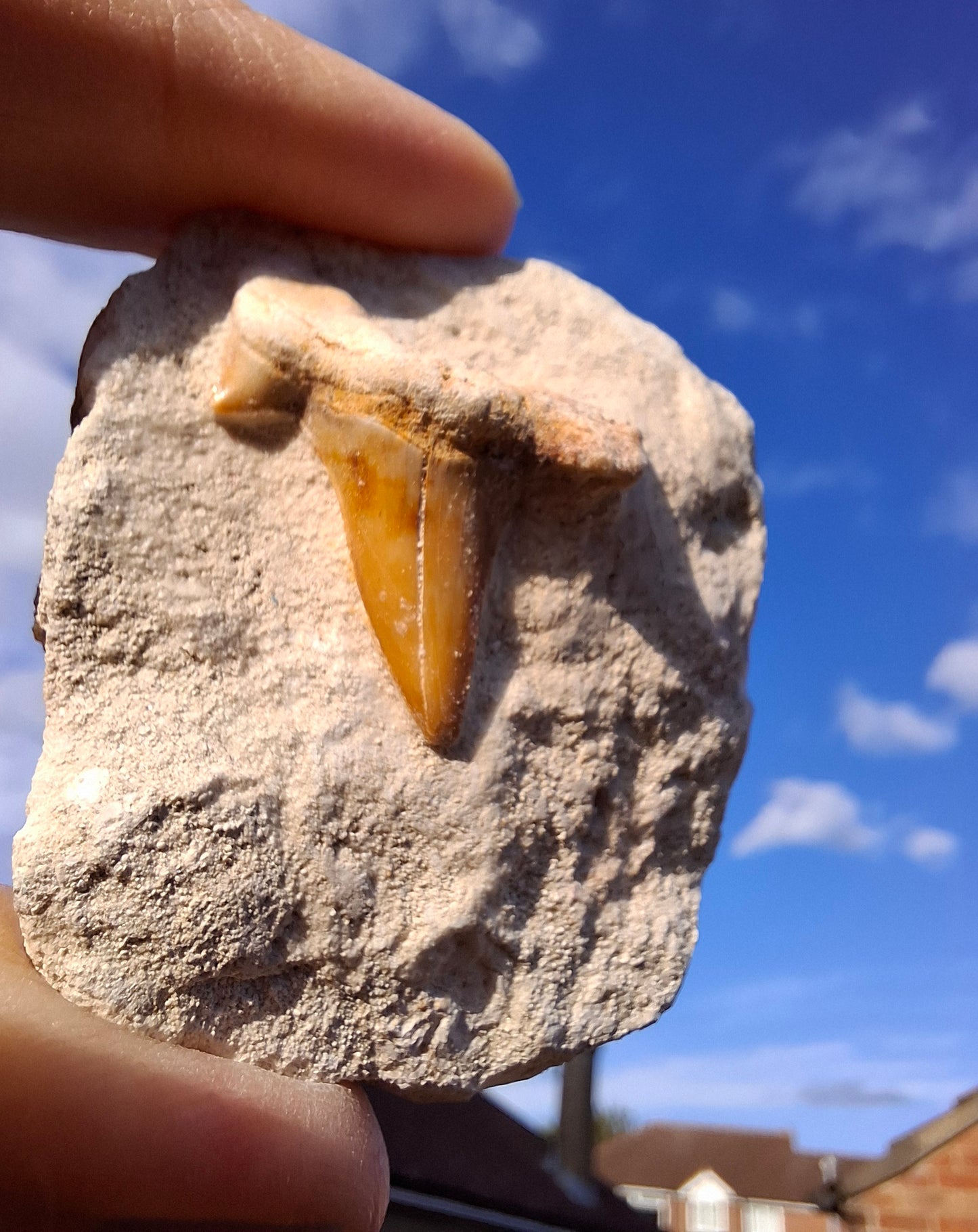 Otodus Shark Tooth, Fossil (Ref: OT4)