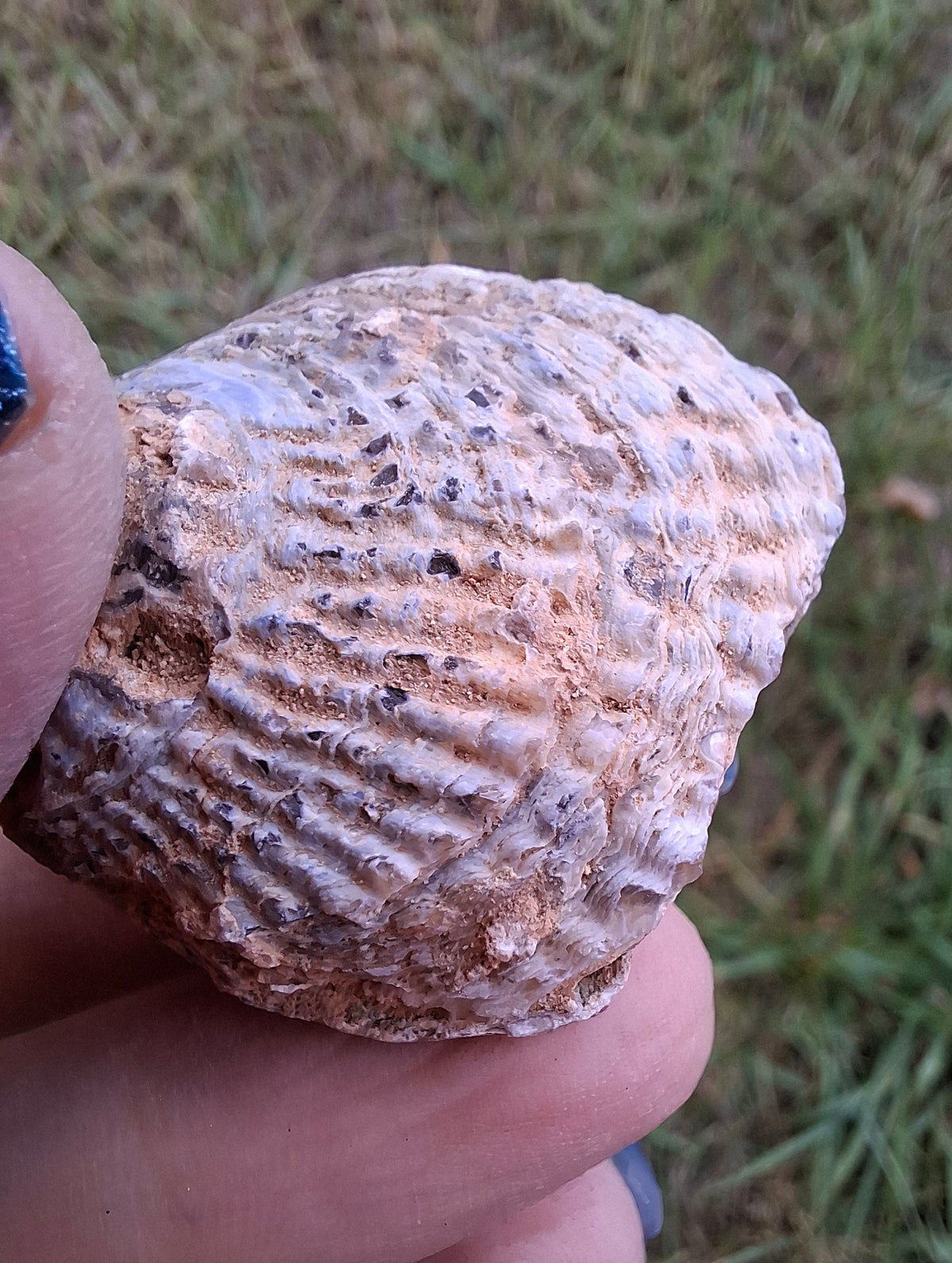 Chalcedony Oyster, Fossil (Ref: FO5)