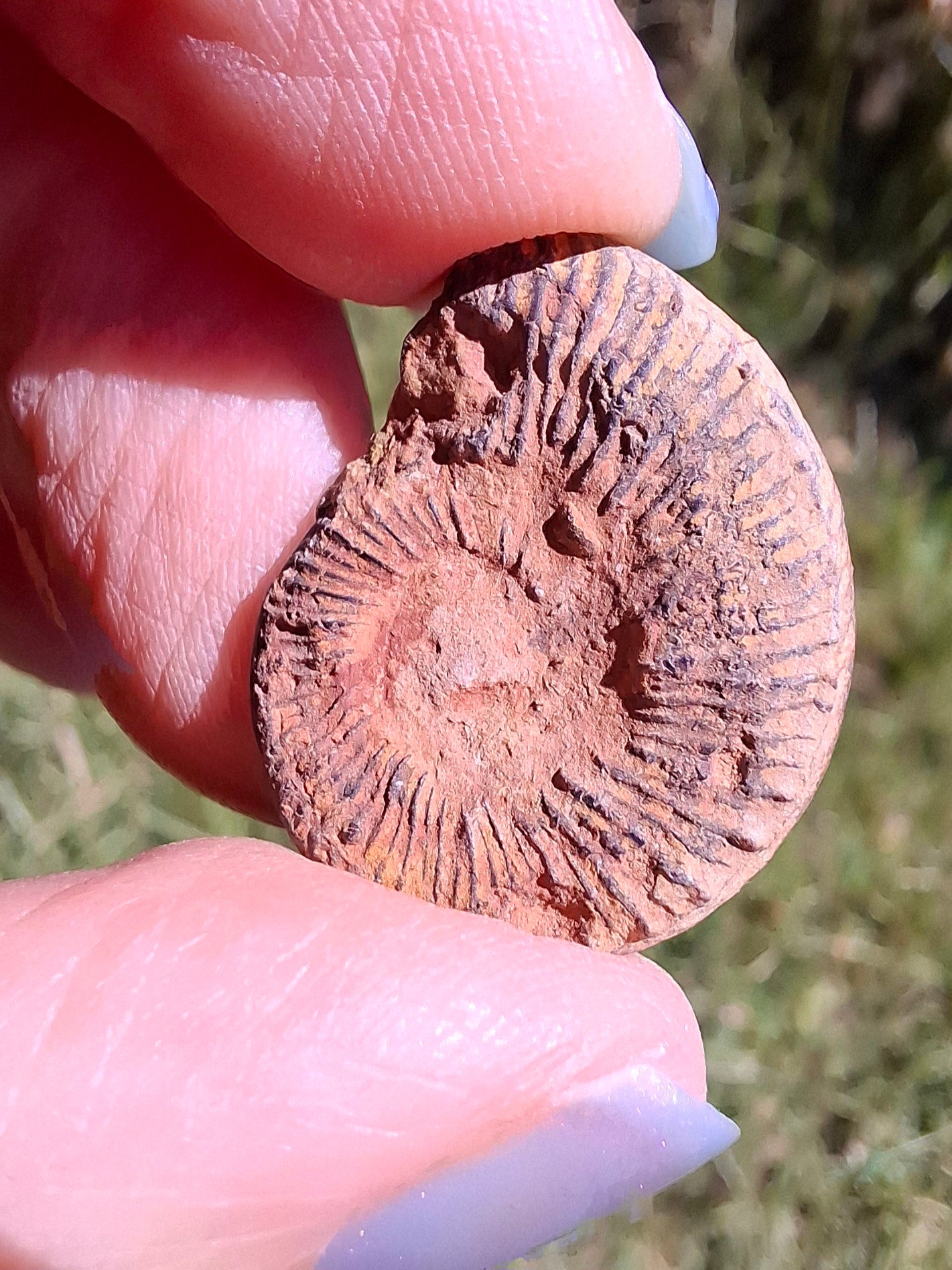 Small Haematite Ammonite HALF, 1.78g, Fossil (Ref: MA4)